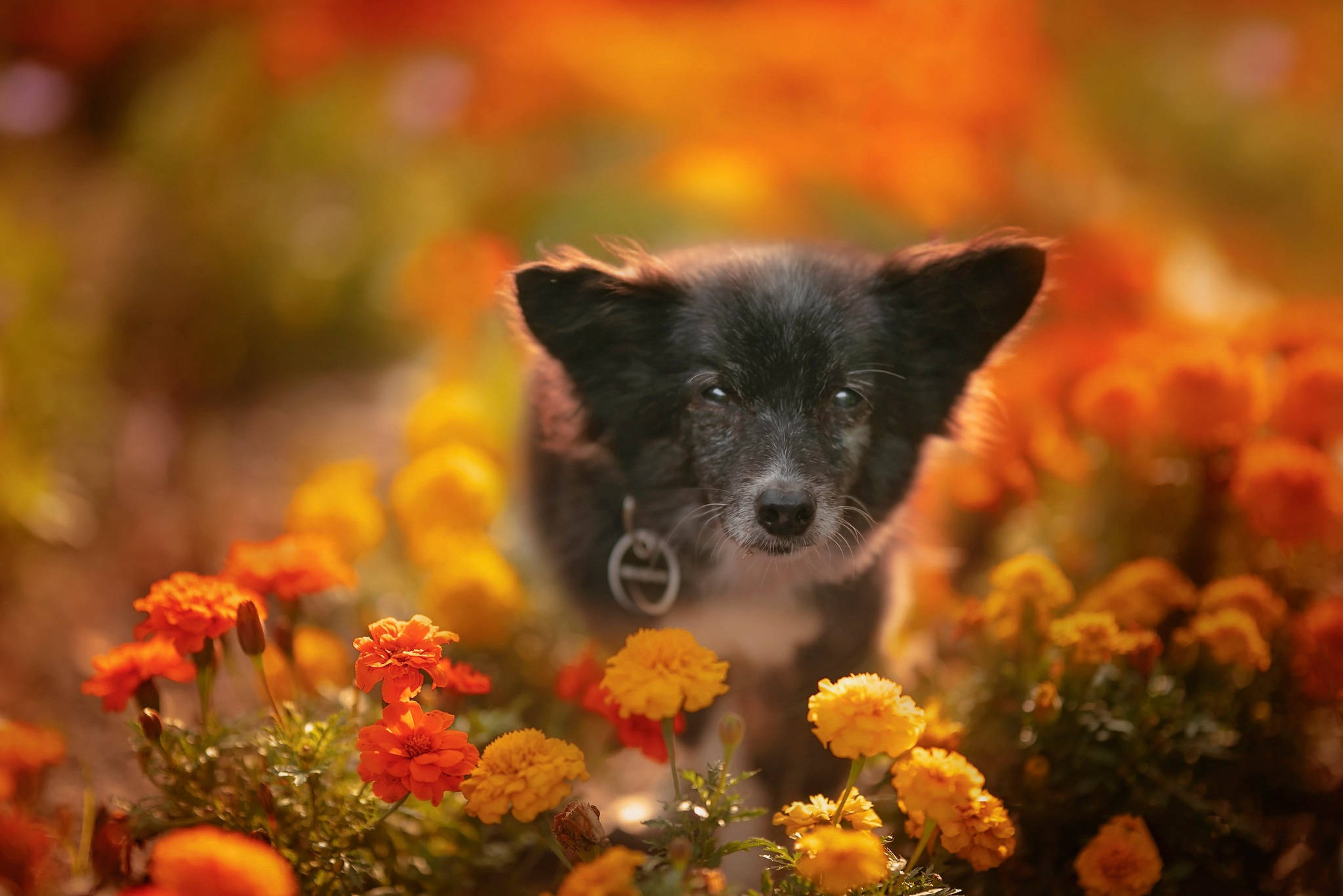 marigold flowers, black puppy, big eyes, Full HD Desktop Wallpaper