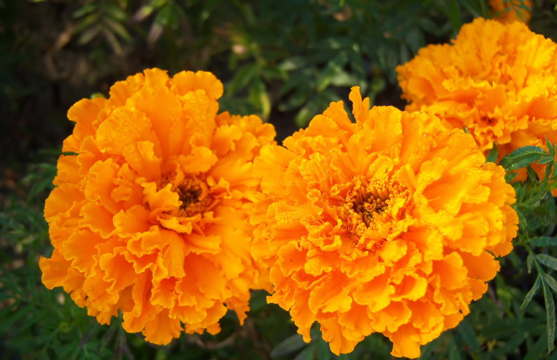 Marigold, lush petals, vibrant orange, Full HD Desktop Wallpaper
