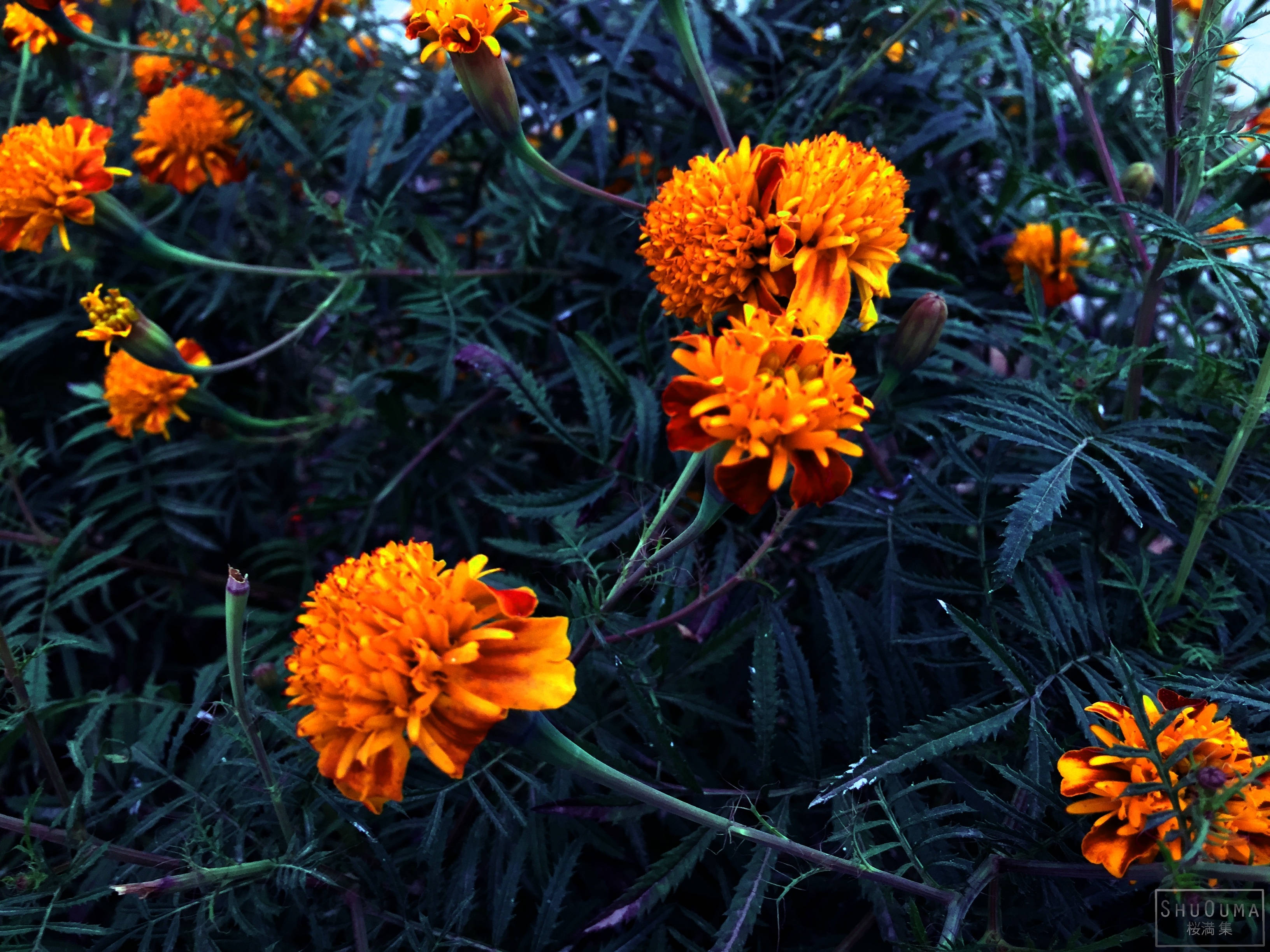 Marigold, orange, deep green, 2K Desktop Wallpaper