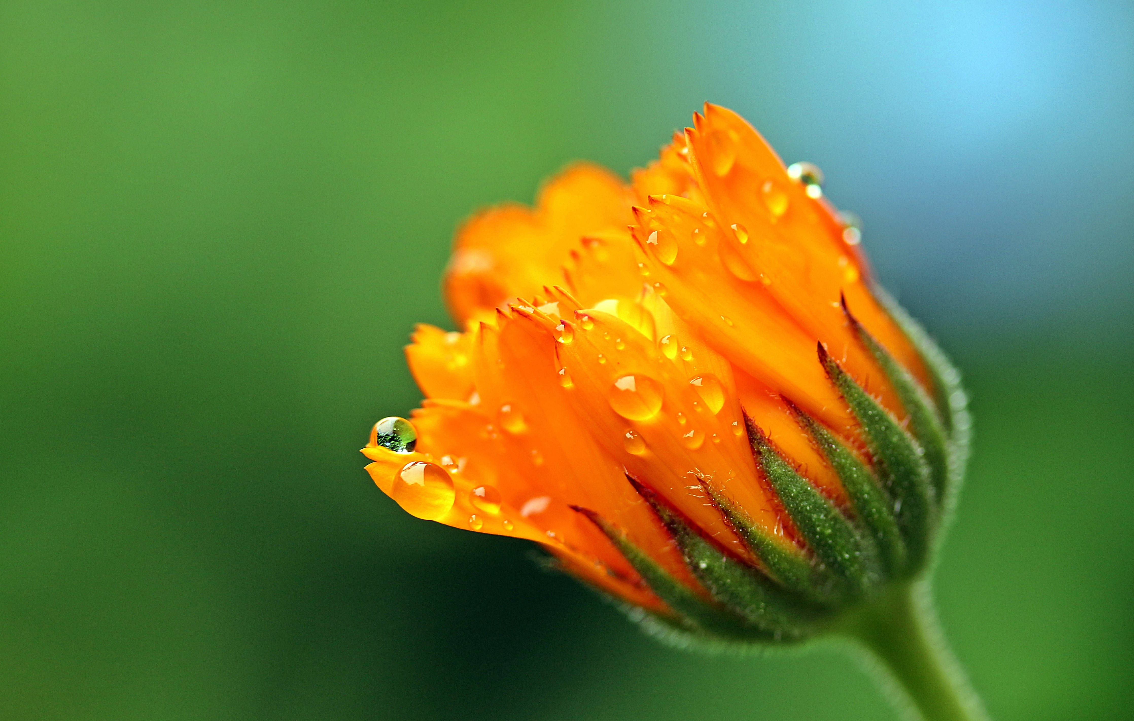 Marigold, bud, raindrops, 4K Desktop Wallpaper
