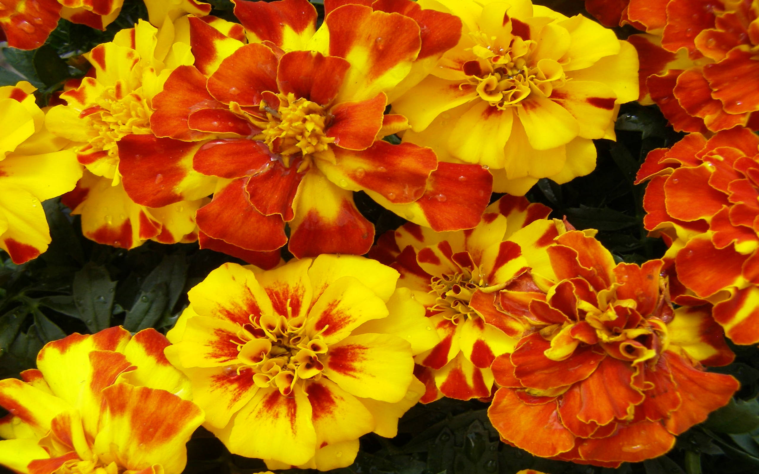Marigold, yellow, orange, 2K Desktop Wallpaper