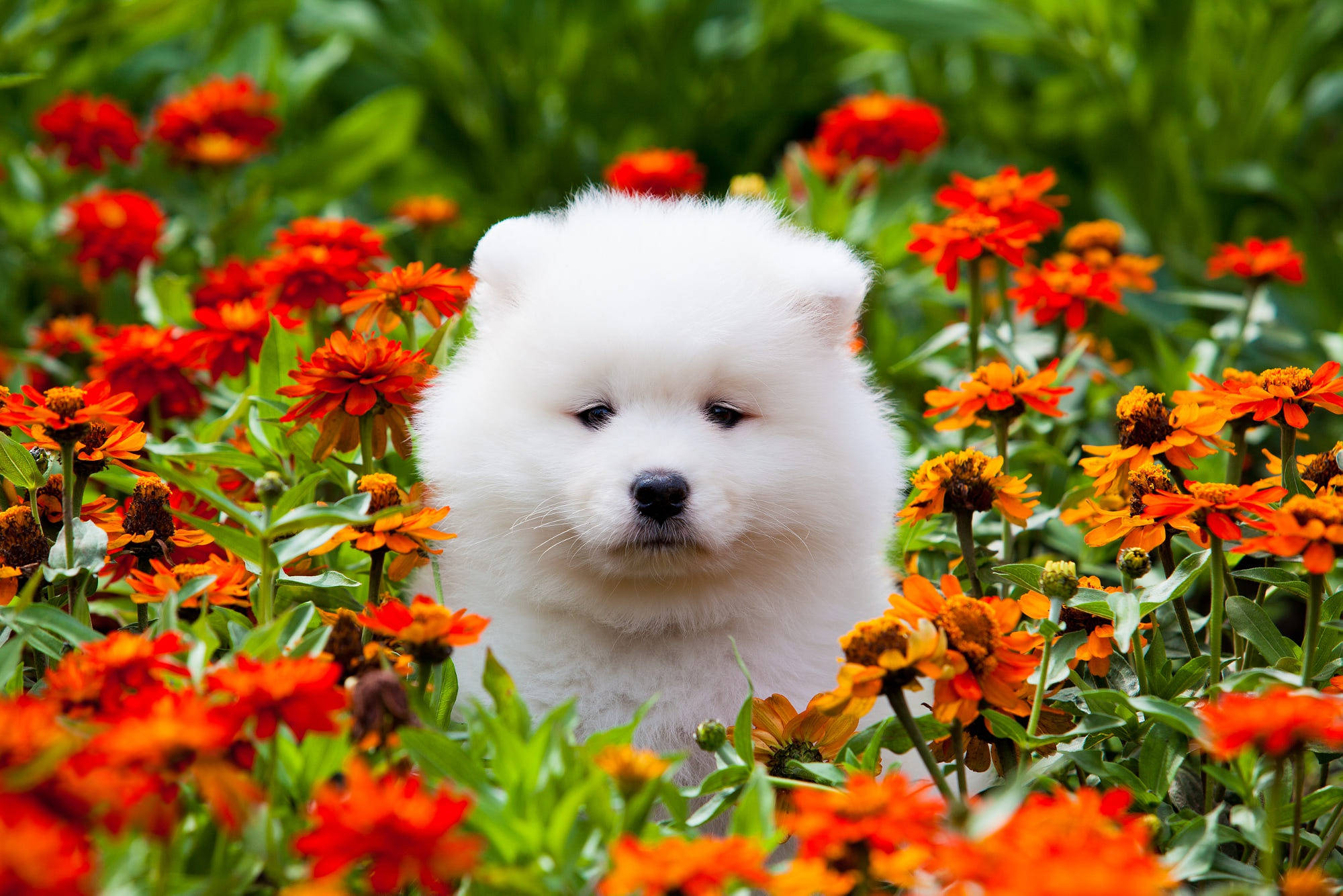 Marigold, white puppy, orange and red zinnias, Full HD Desktop Wallpaper