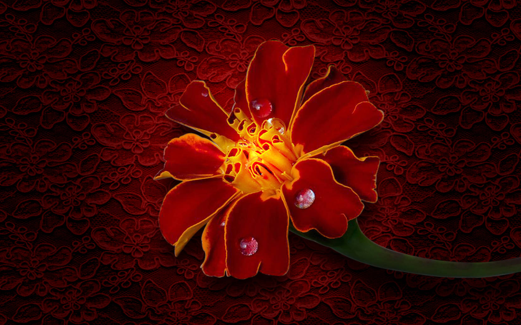 Marigold, vibrant red flower, dew drops, HD Desktop Wallpaper