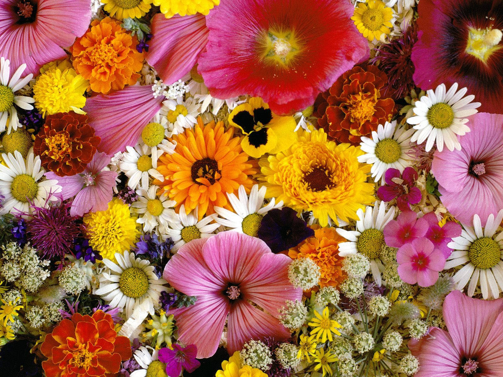 marigold, daisies, poppies, HD Desktop Wallpaper
