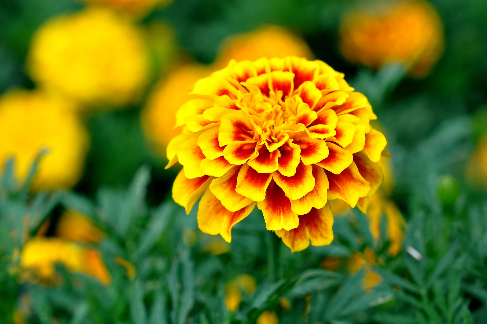 Marigold, vibrant yellow, fiery orange centers, Full HD Desktop Wallpaper