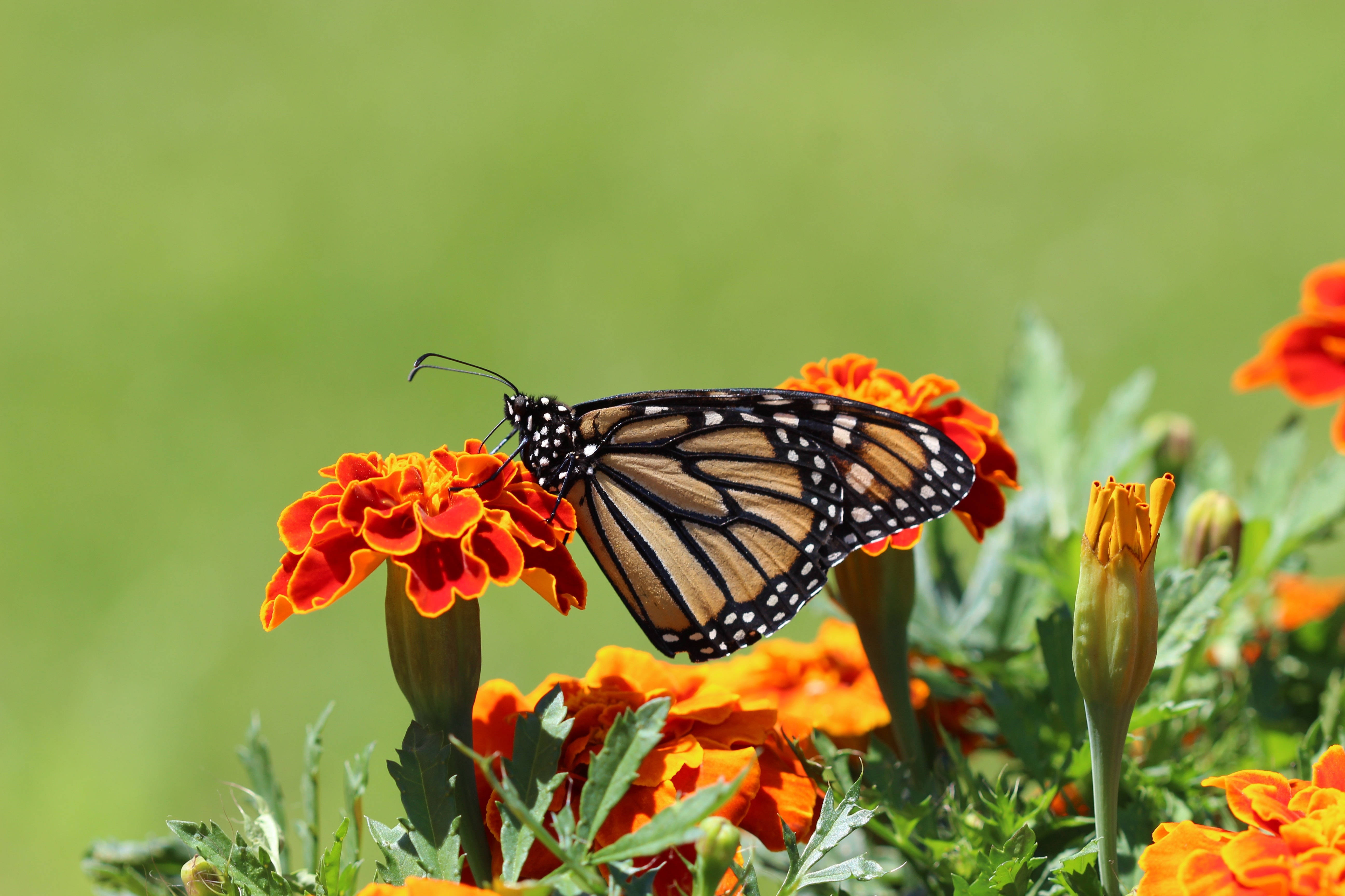 Marigold, brown butterfly, monarch butterfly, 5K Desktop Wallpaper
