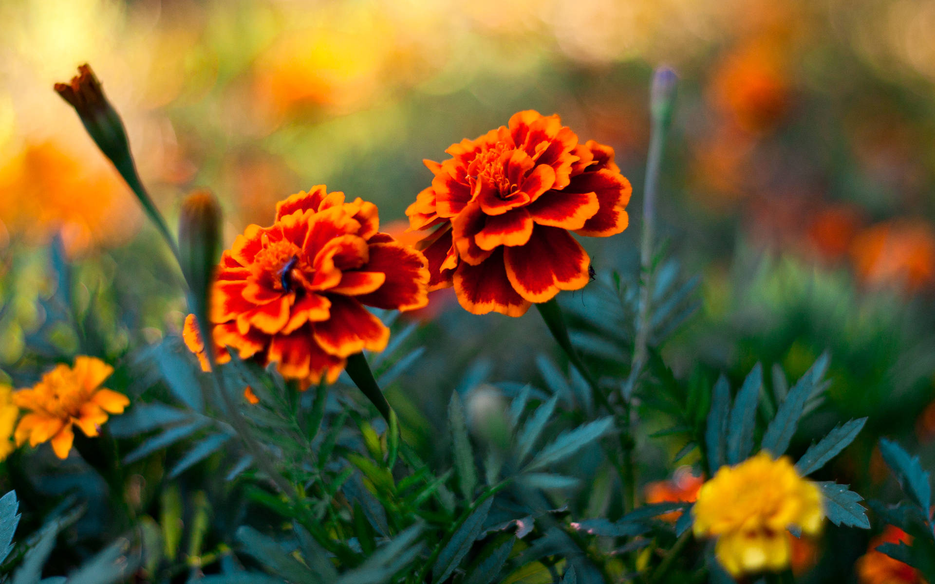 Marigold, twin flowers, vibrant orange, Full HD Desktop Wallpaper
