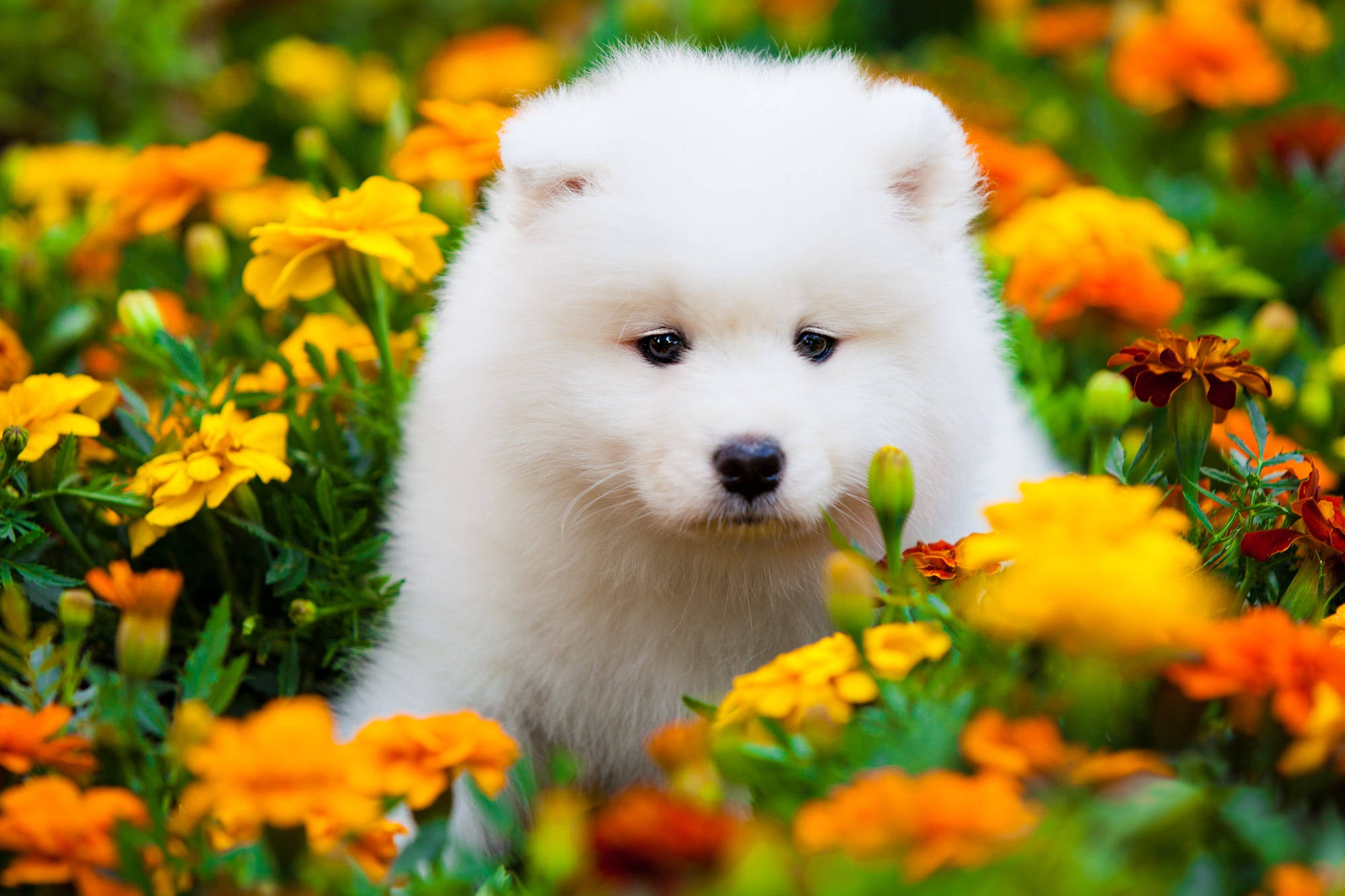 vibrant orange marigolds, sunlit garden, fluffy white puppy, Full HD Desktop Wallpaper