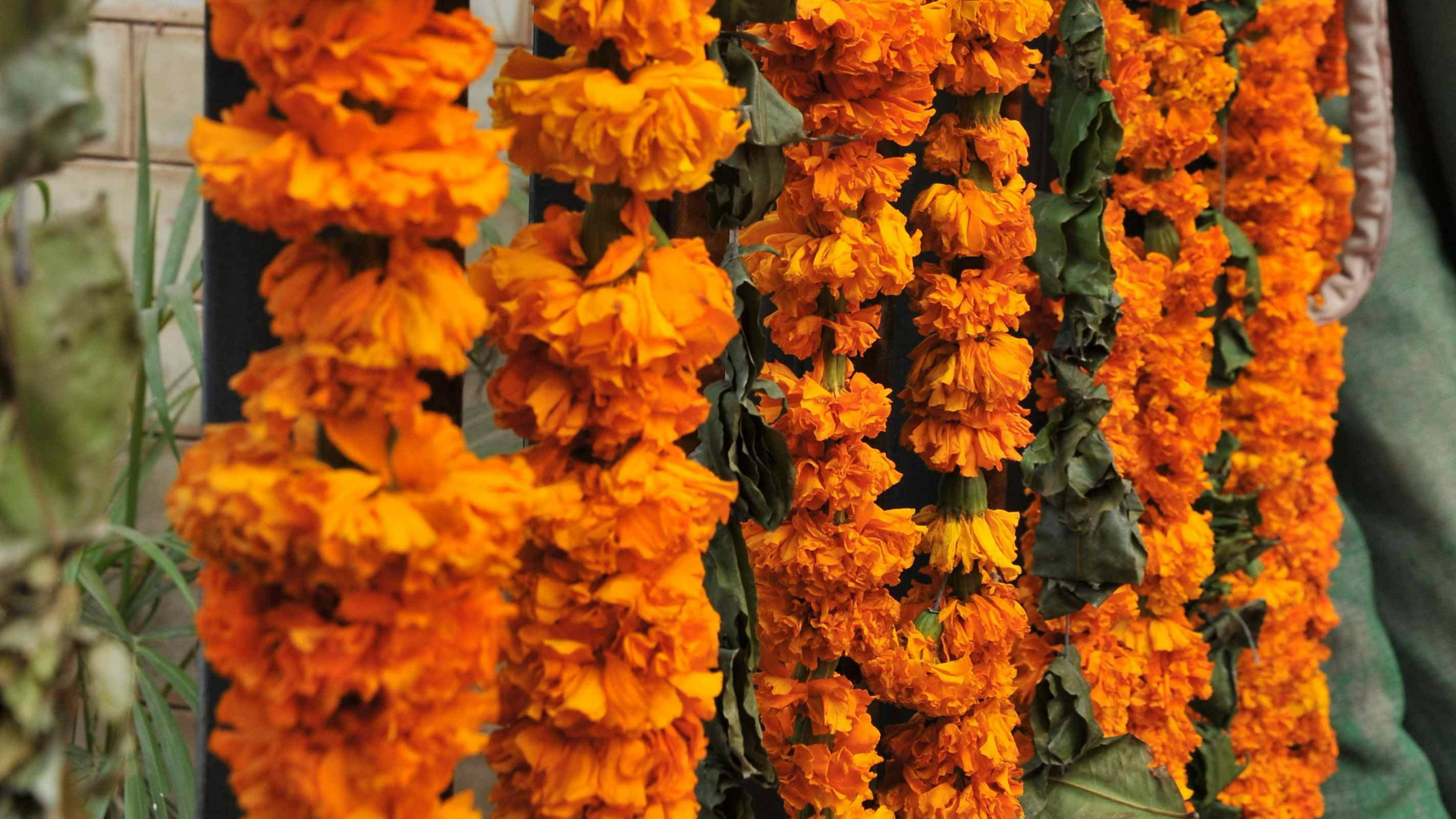 Marigold, garlands, cascading rows, 4K Desktop Wallpaper