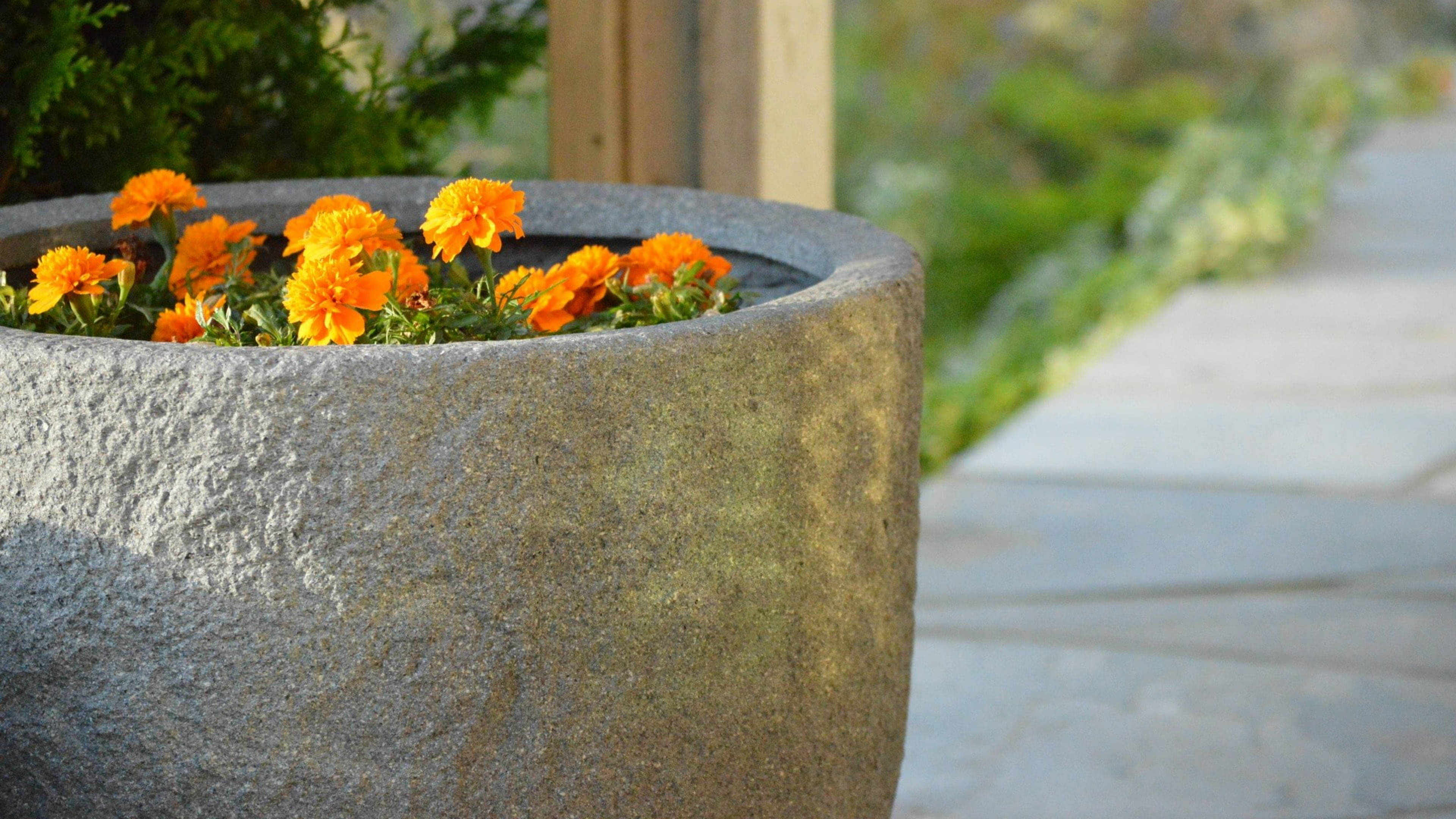 marigold flowers, giant pot, textured gray stone planter, 4K Desktop Wallpaper