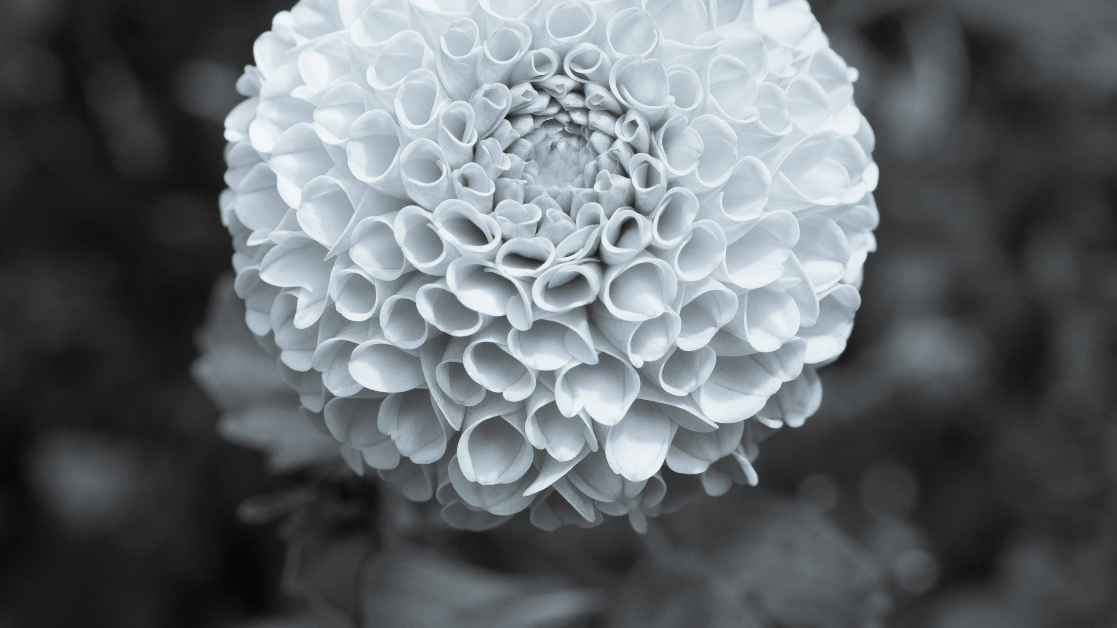Marigold, greyscale photography, textured white flower, 4K Desktop Wallpaper