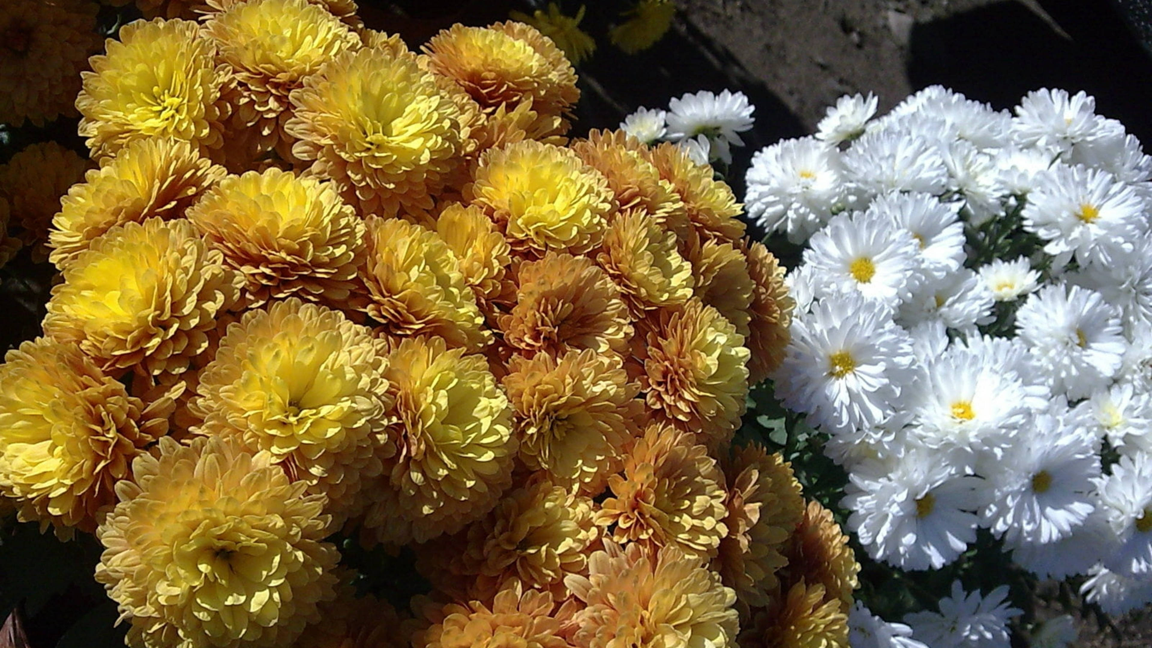 yellow marigold, white chrysanthemum, bright sunlight, 4K Desktop Wallpaper
