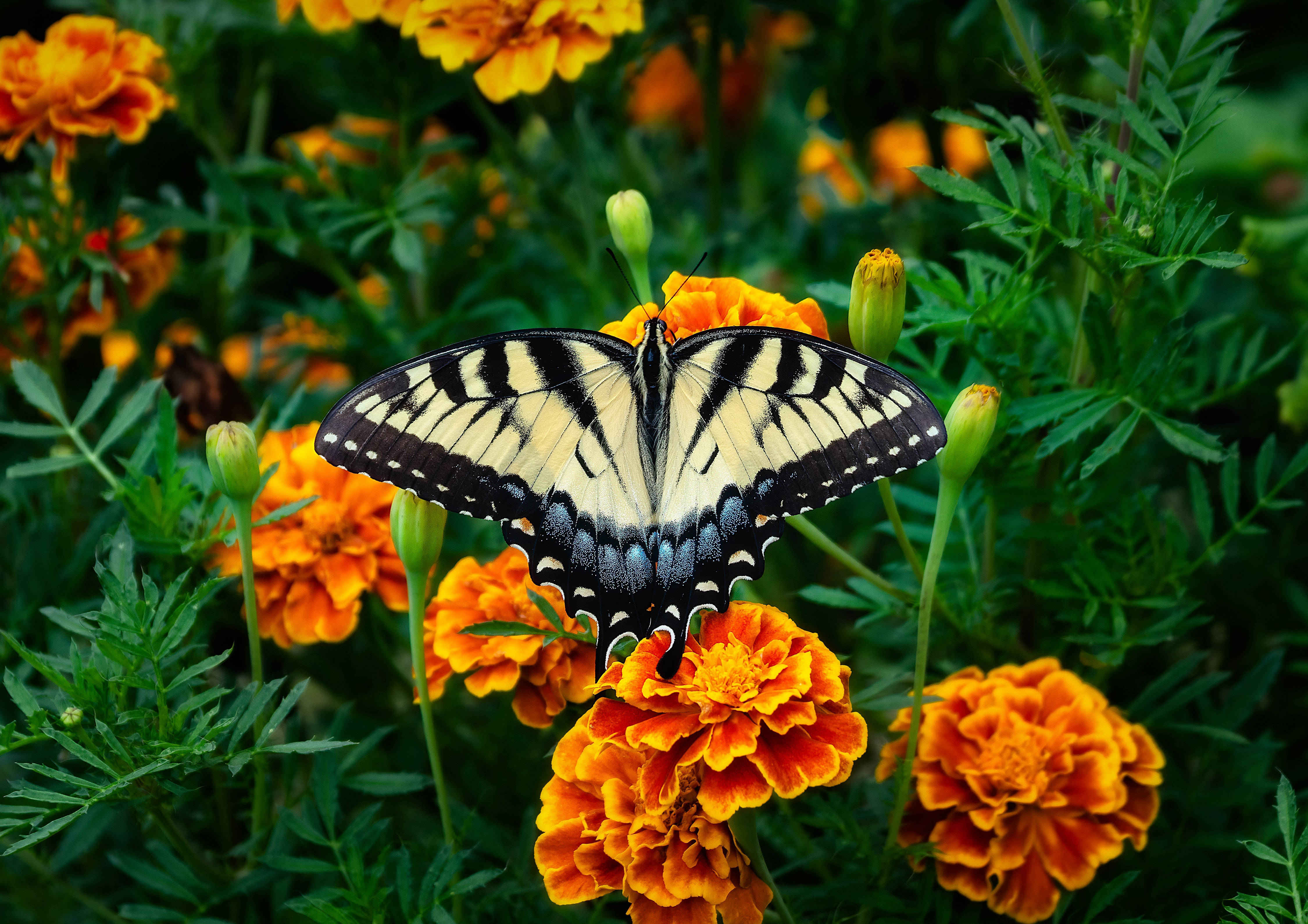 Marigold, black and white butterfly, swallowtail butterfly, 4K Desktop Wallpaper