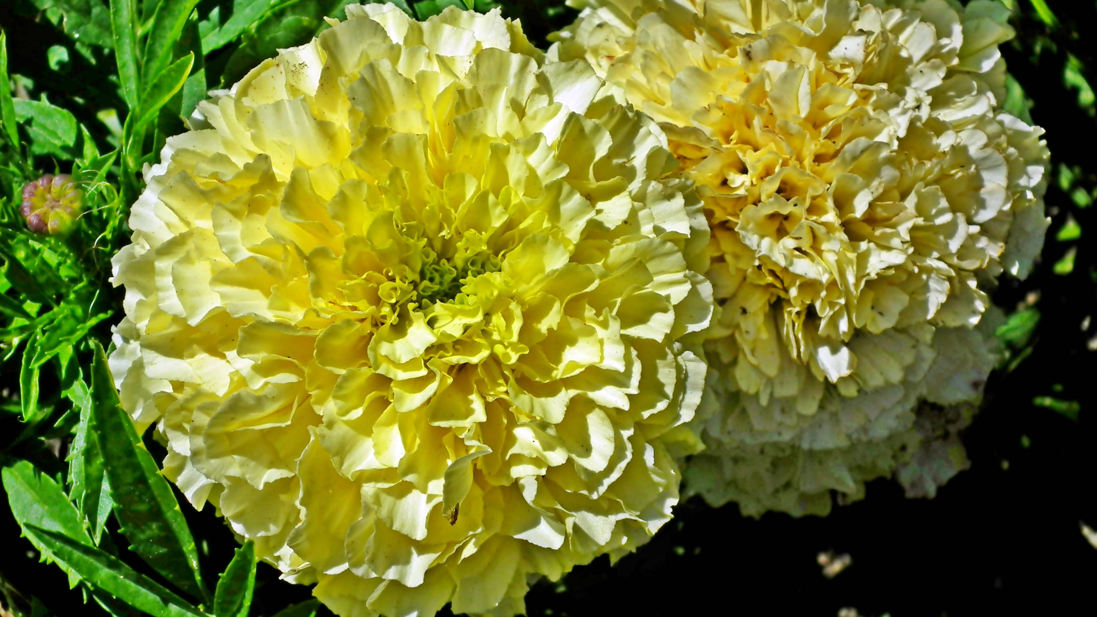 marigold flowers, ruffled petals, lush green foliage, 4K Desktop Wallpaper