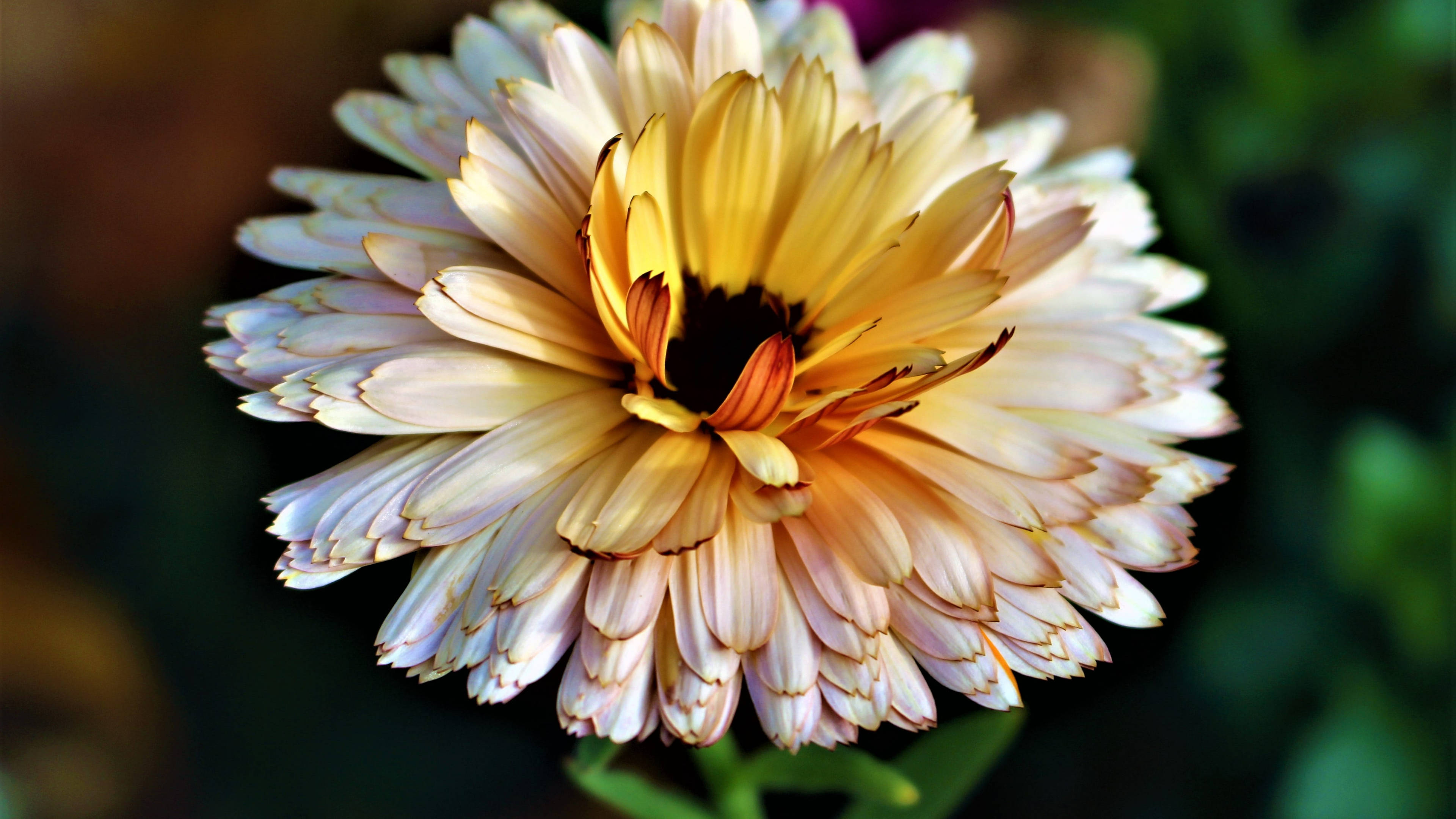 Marigold, macro photography, vibrant yellow, 4K Desktop Wallpaper