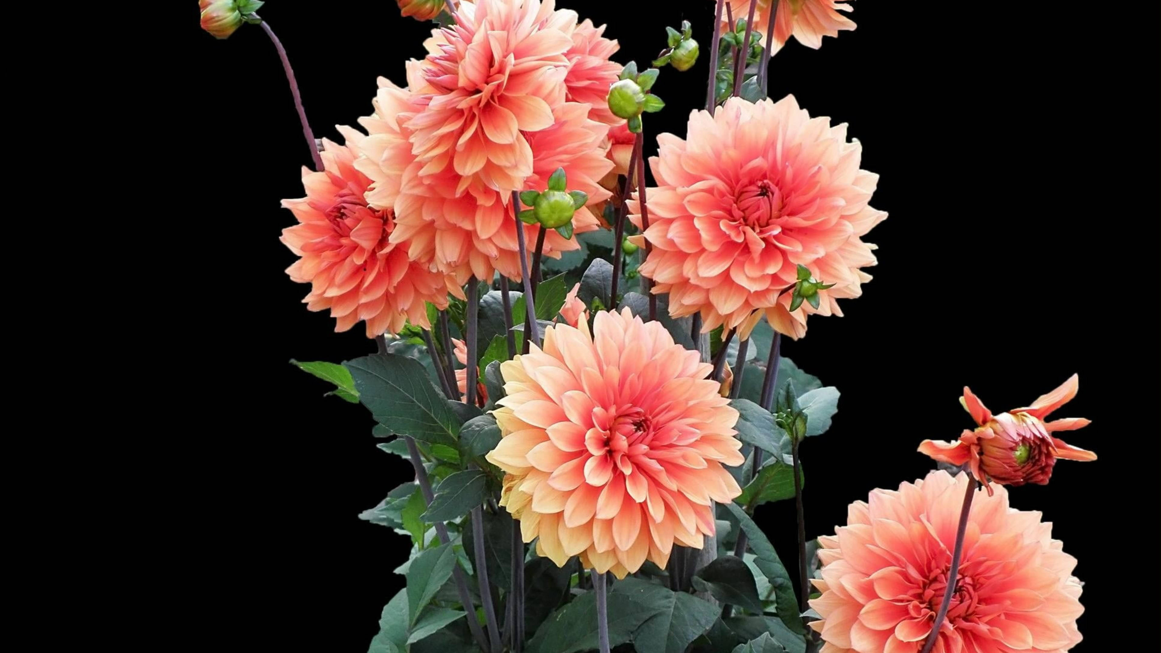Pink Marigold, black background, vibrant coral dahlia, 4K Desktop Wallpaper