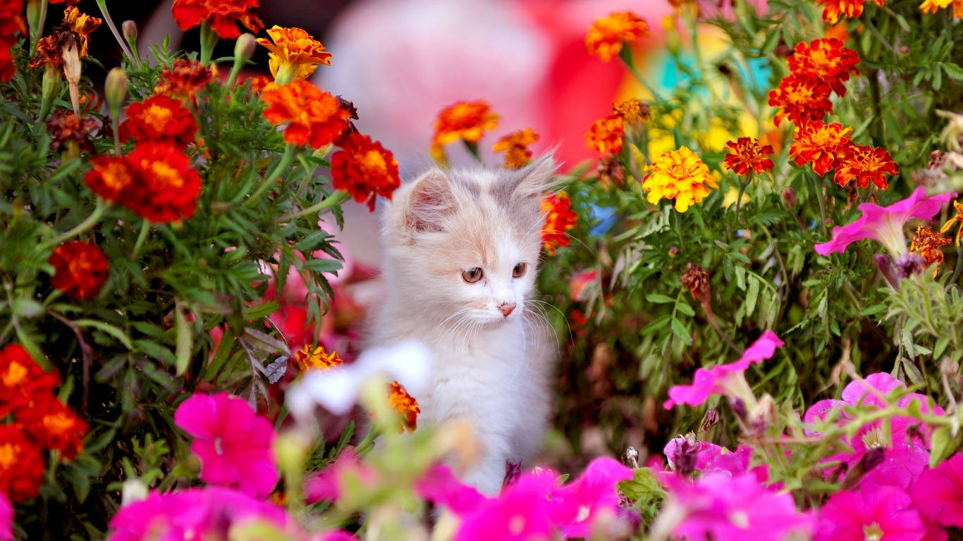marigold flowers, kitten, fluffy white kitten, HD Desktop Wallpaper