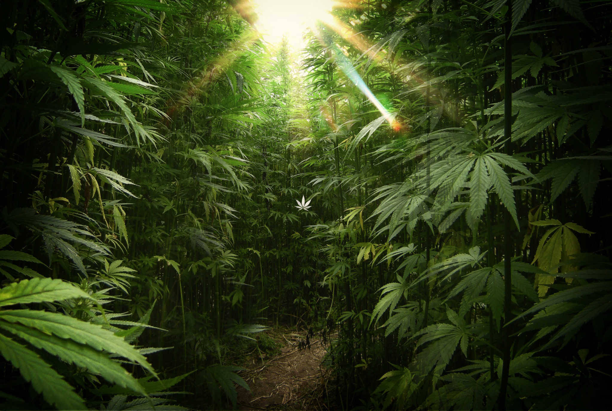 Bountiful Marijuana Forest, sunlight beams, dense canopy, Full HD Desktop Wallpaper