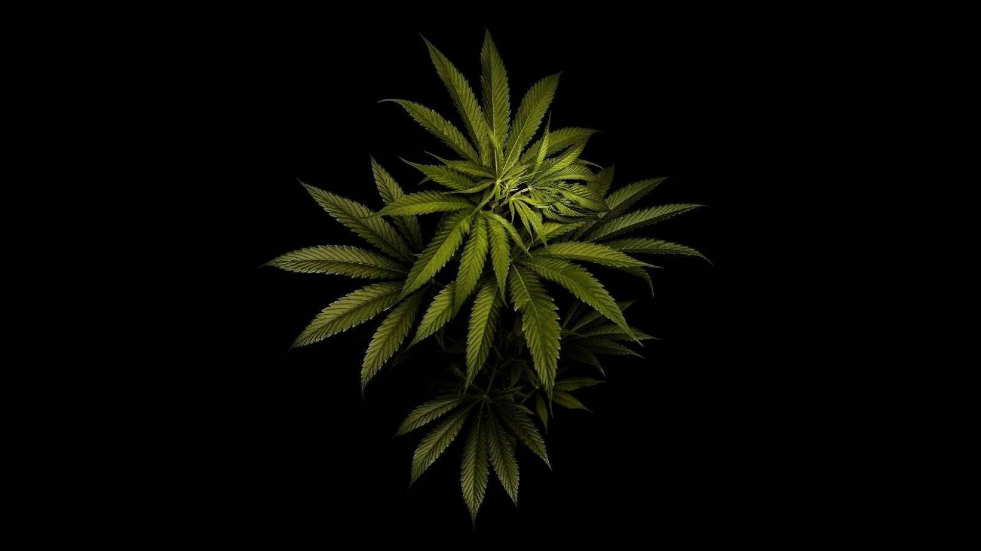 marijuana leaves, cannabis plant, serrated leaves, Full HD Desktop Wallpaper