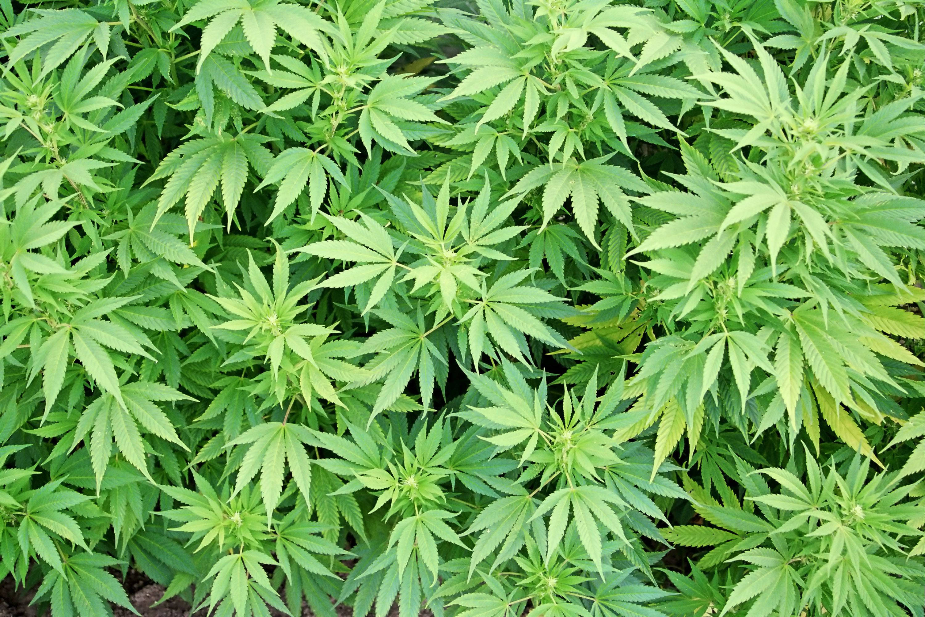 marijuana leaves, cannabis plants, serrated leaves, 2K Desktop Wallpaper