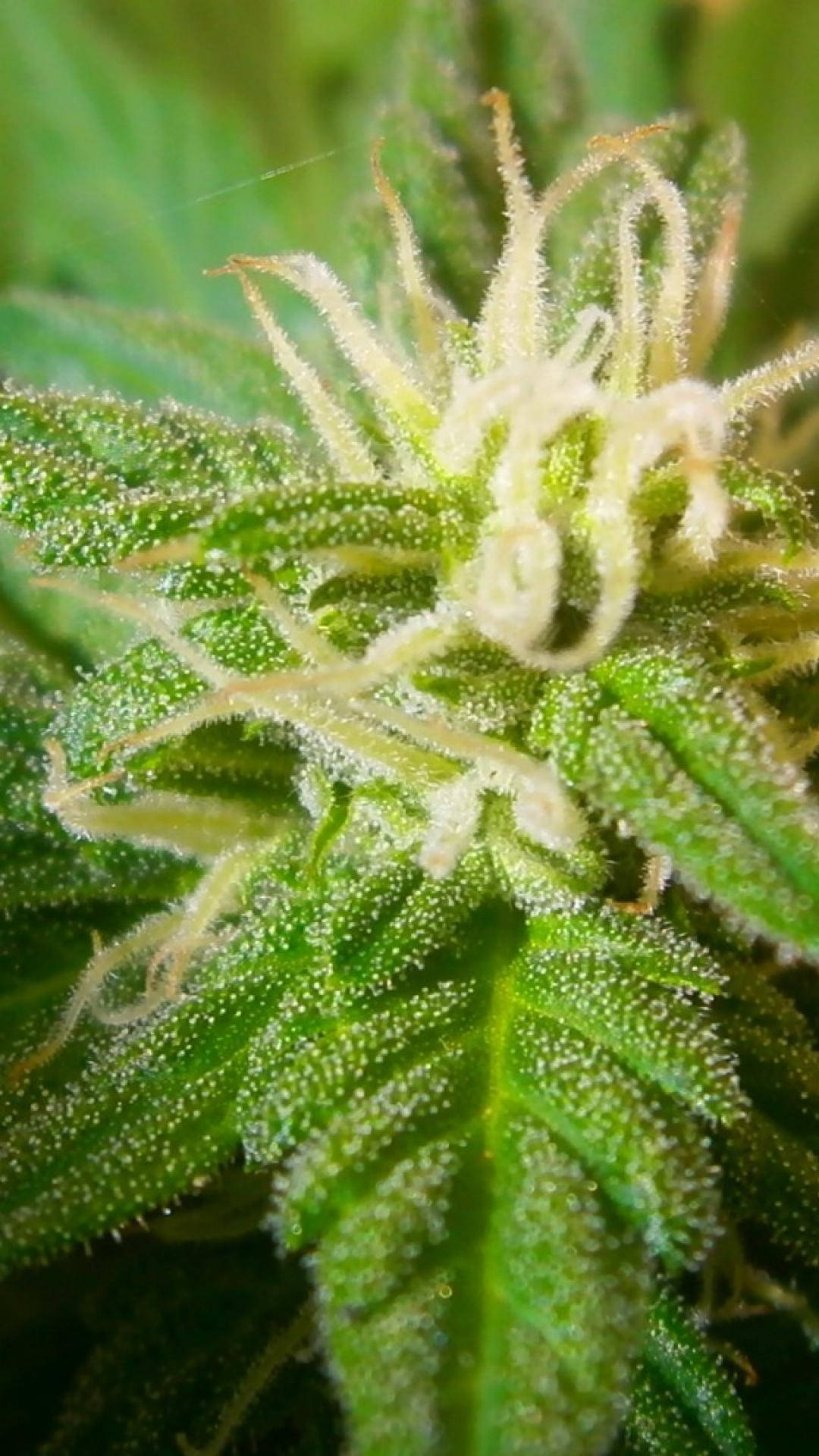 marijuana, cannabis, macro photography, Full HD Phone Wallpaper