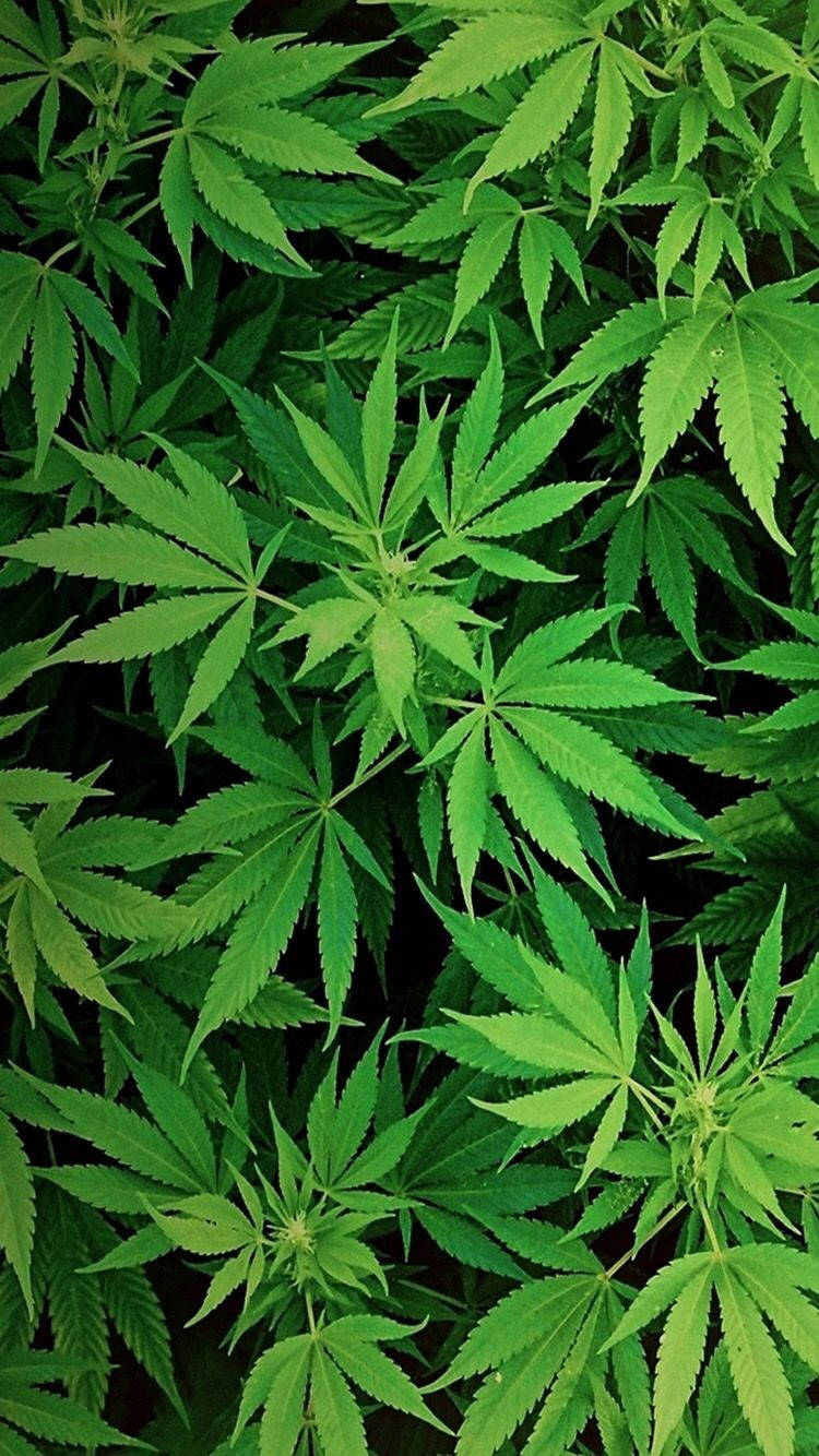 marijuana plant, top view, vibrant green, HD Phone Wallpaper