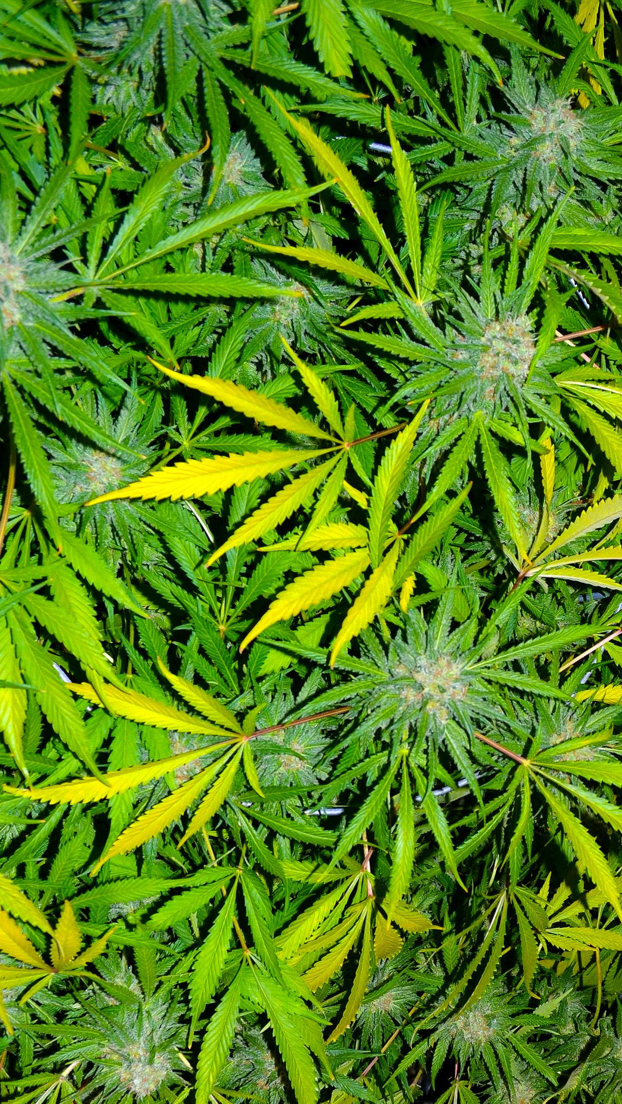 marijuana leaves, cannabis plants, yellowing leaves, Full HD Phone Wallpaper