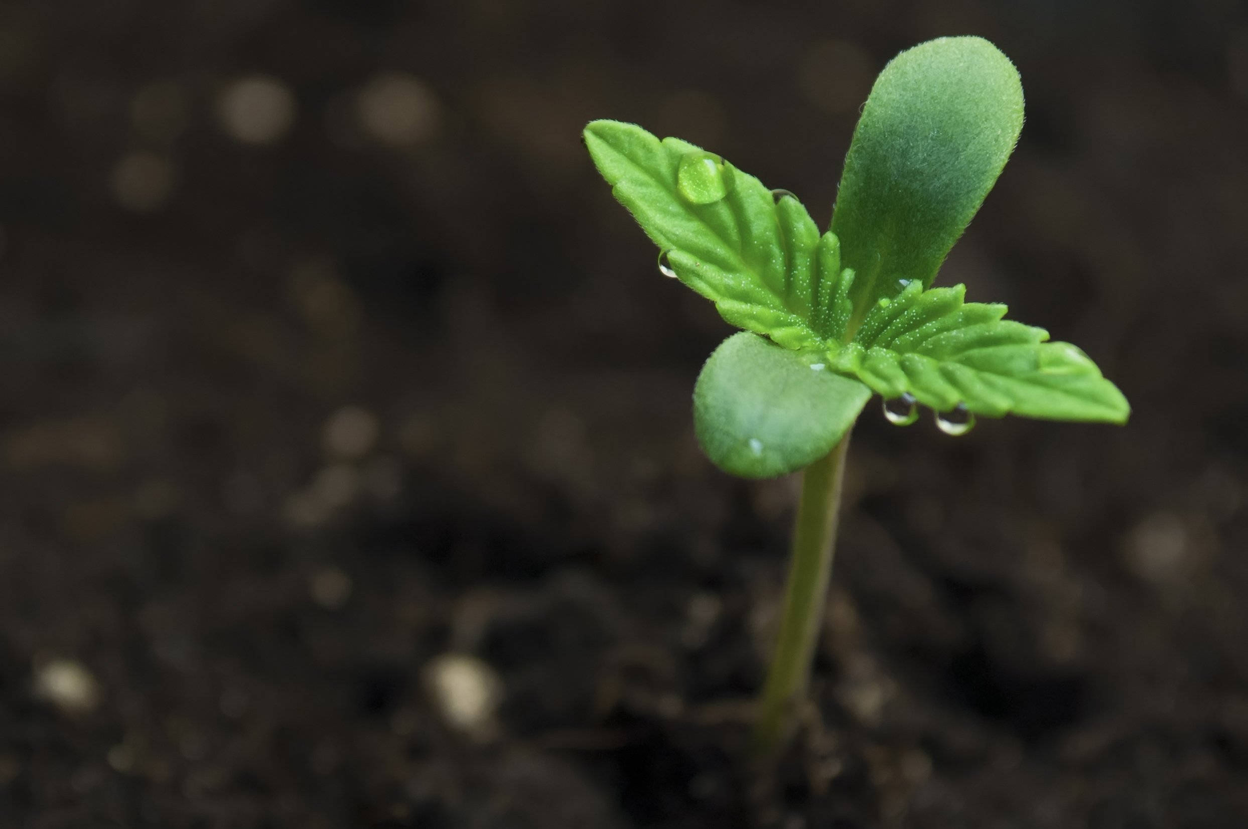 marijuana, cannabis seedling, vibrant green, Full HD Desktop Wallpaper