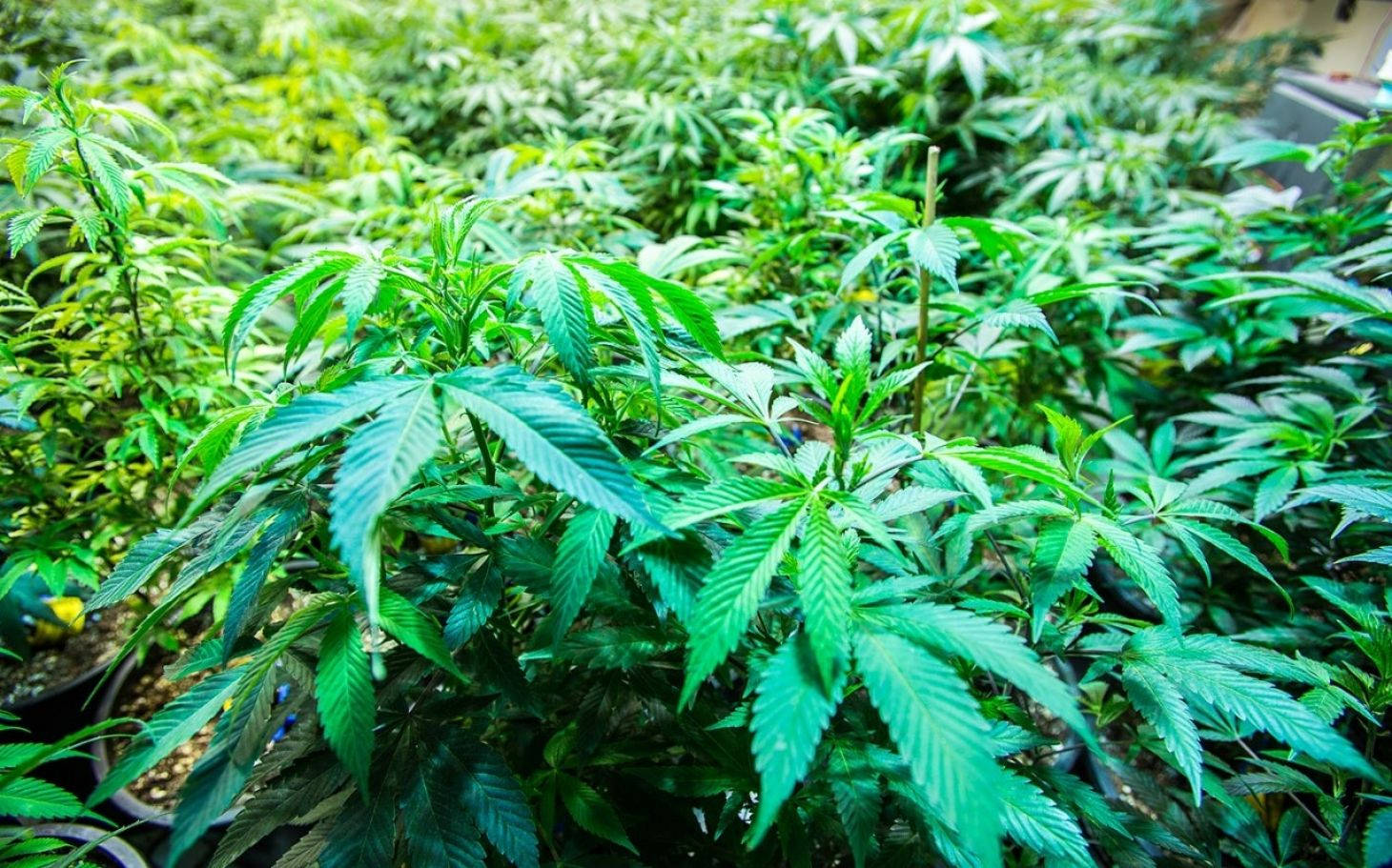marijuana plantation, cannabis plants, indoor grow setup, HD Desktop Wallpaper
