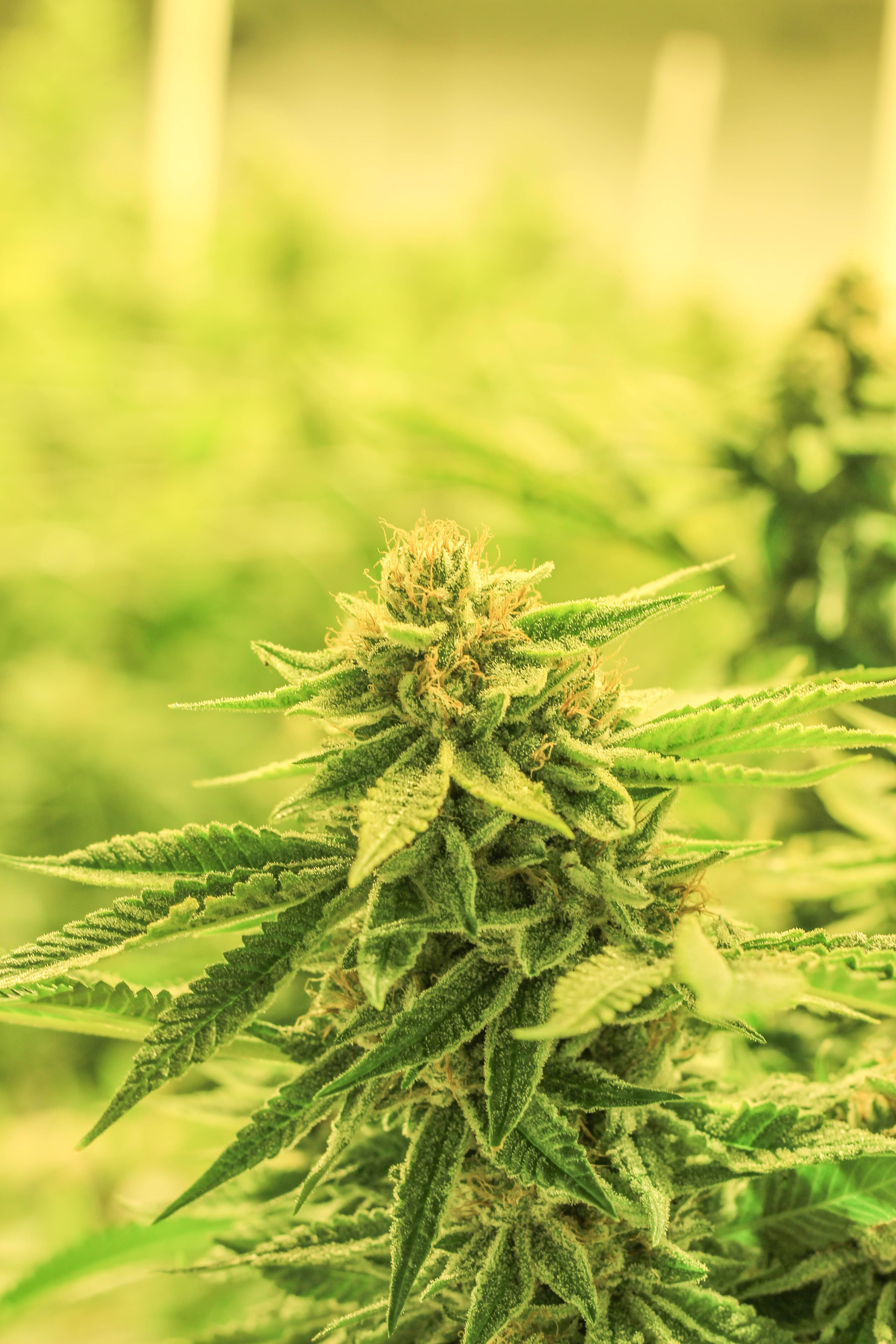 marijuana flower, cannabis bud, trichomes, 5K Phone Wallpaper