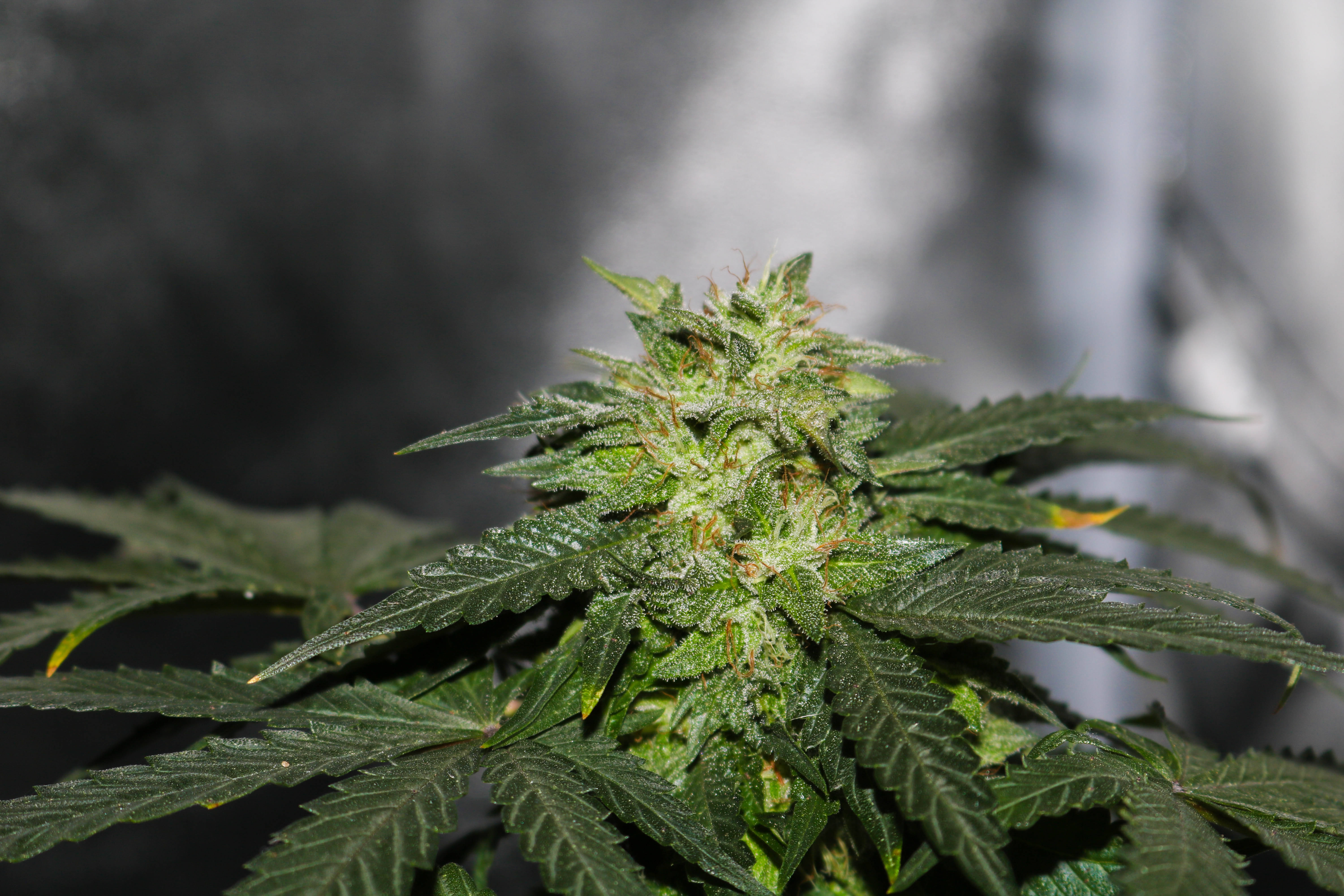 marijuana, cannabis bud, serrated leaves, 5K Desktop Wallpaper