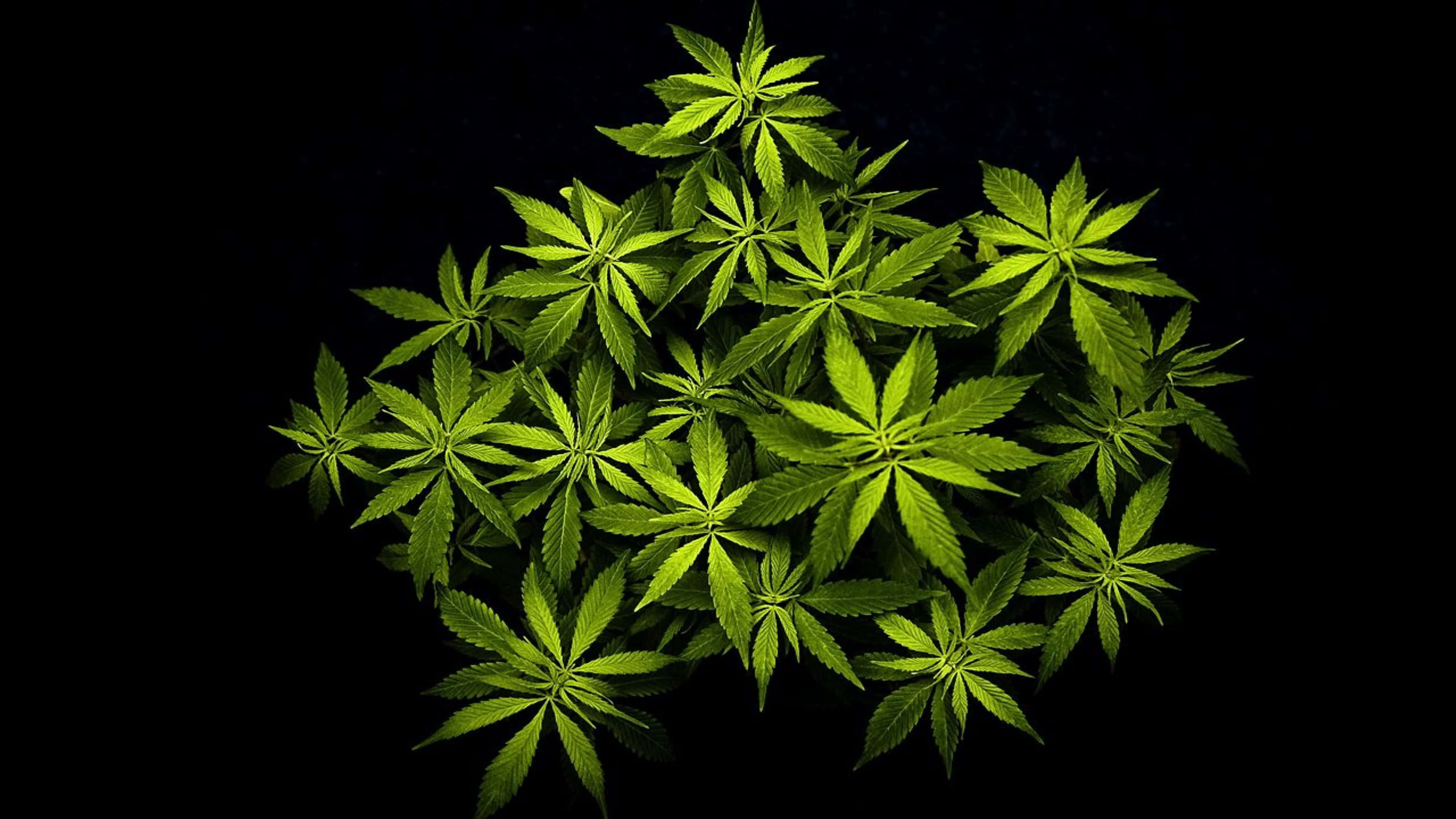 4K, cannabis leaves, vibrant green, 4K Desktop Wallpaper