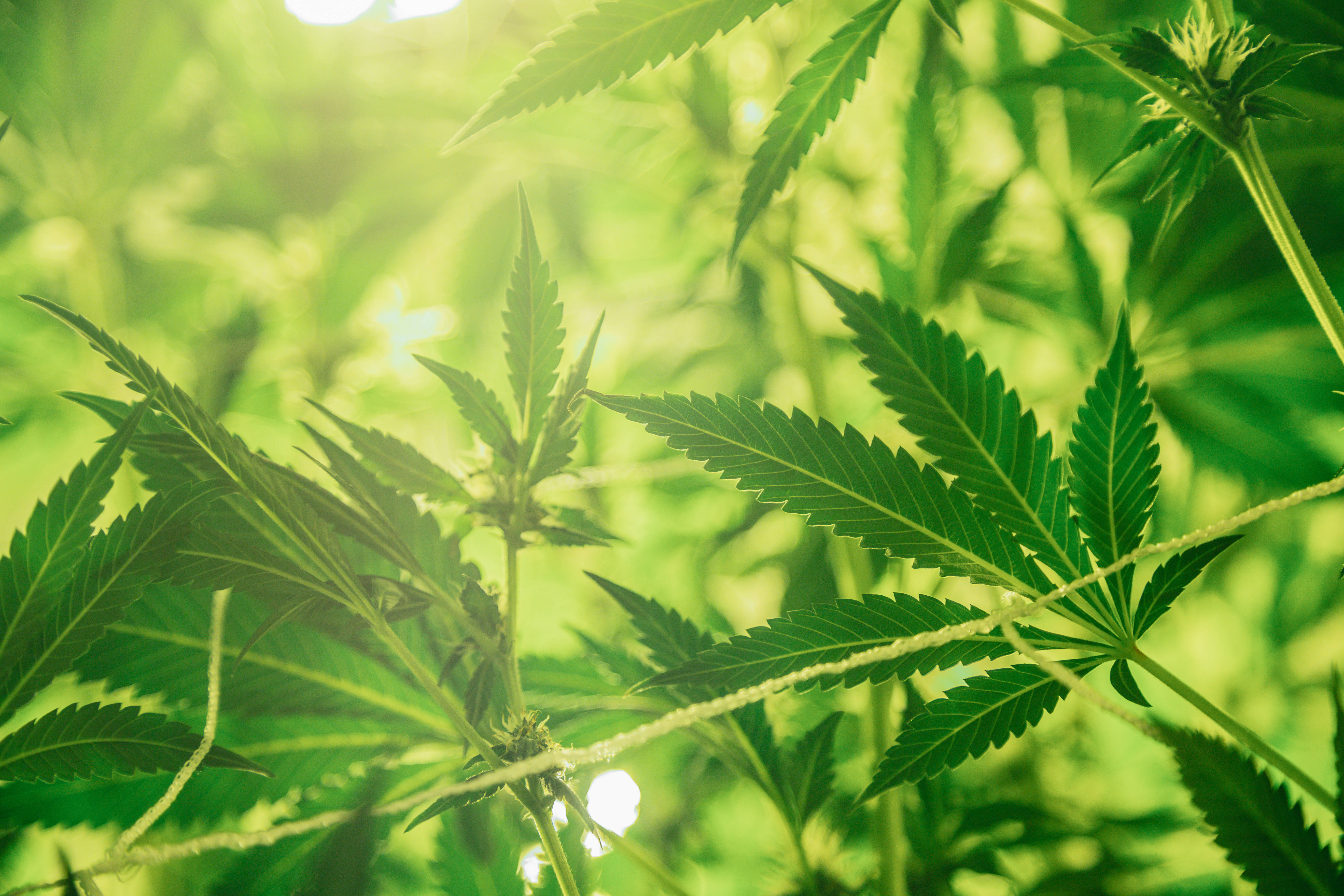 marijuana, sunlight, vibrant green cannabis leaves, 5K Desktop Wallpaper