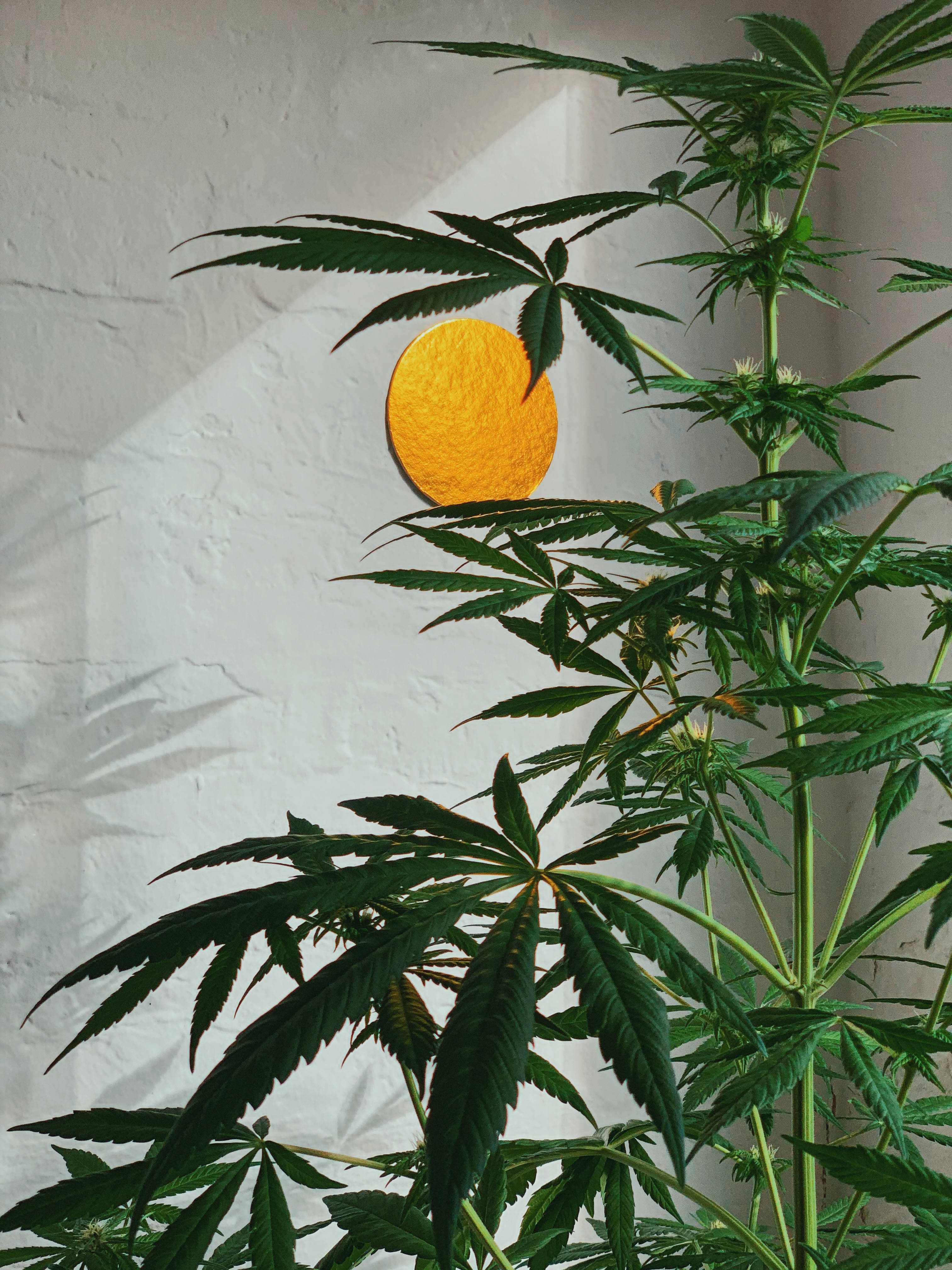 marijuana, cannabis plant, serrated leaves, 4K Phone Wallpaper