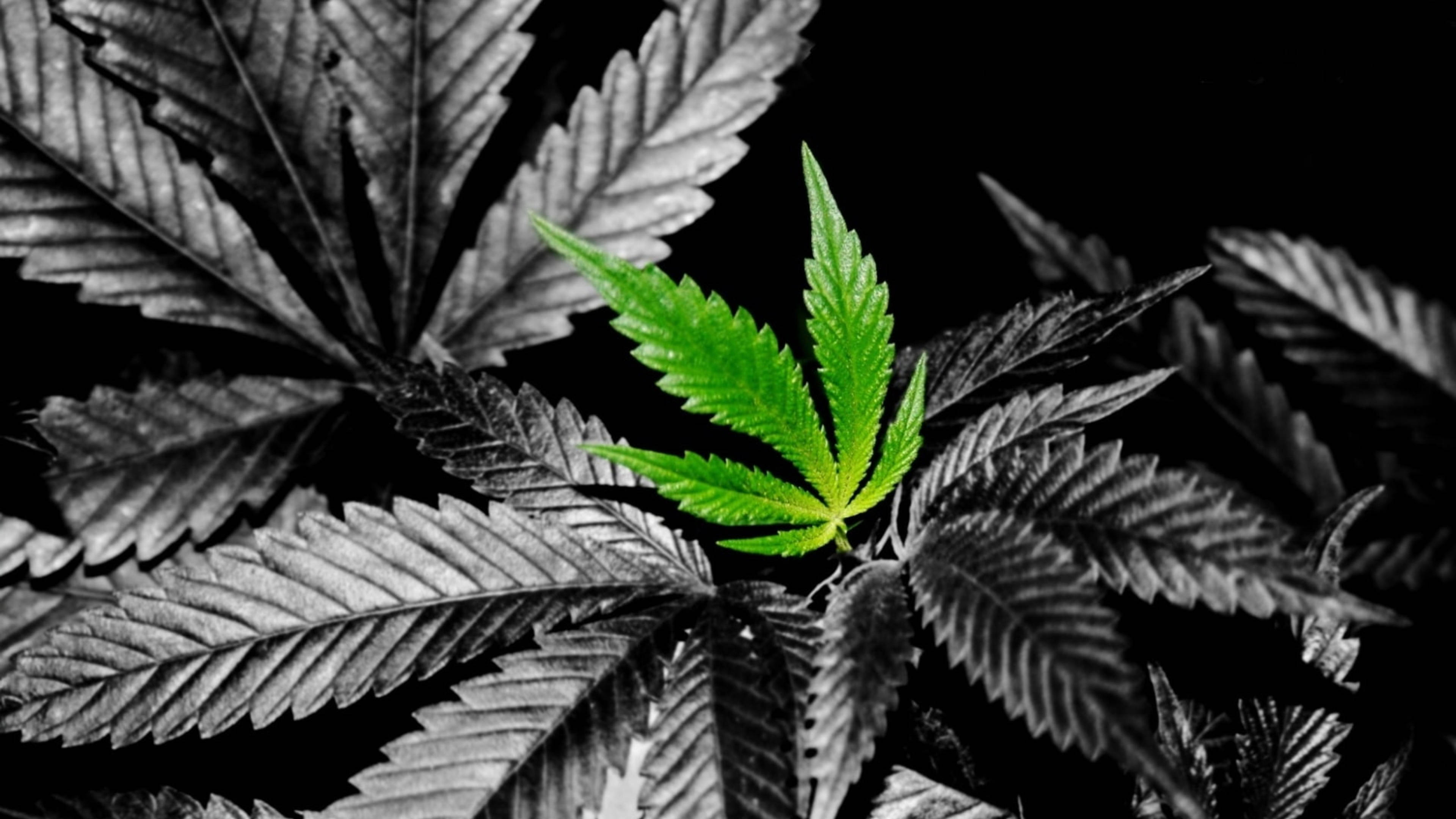 fresh green marijuana leaf, vibrant green cannabis leaf, monochrome backdrop, 4K Desktop Wallpaper
