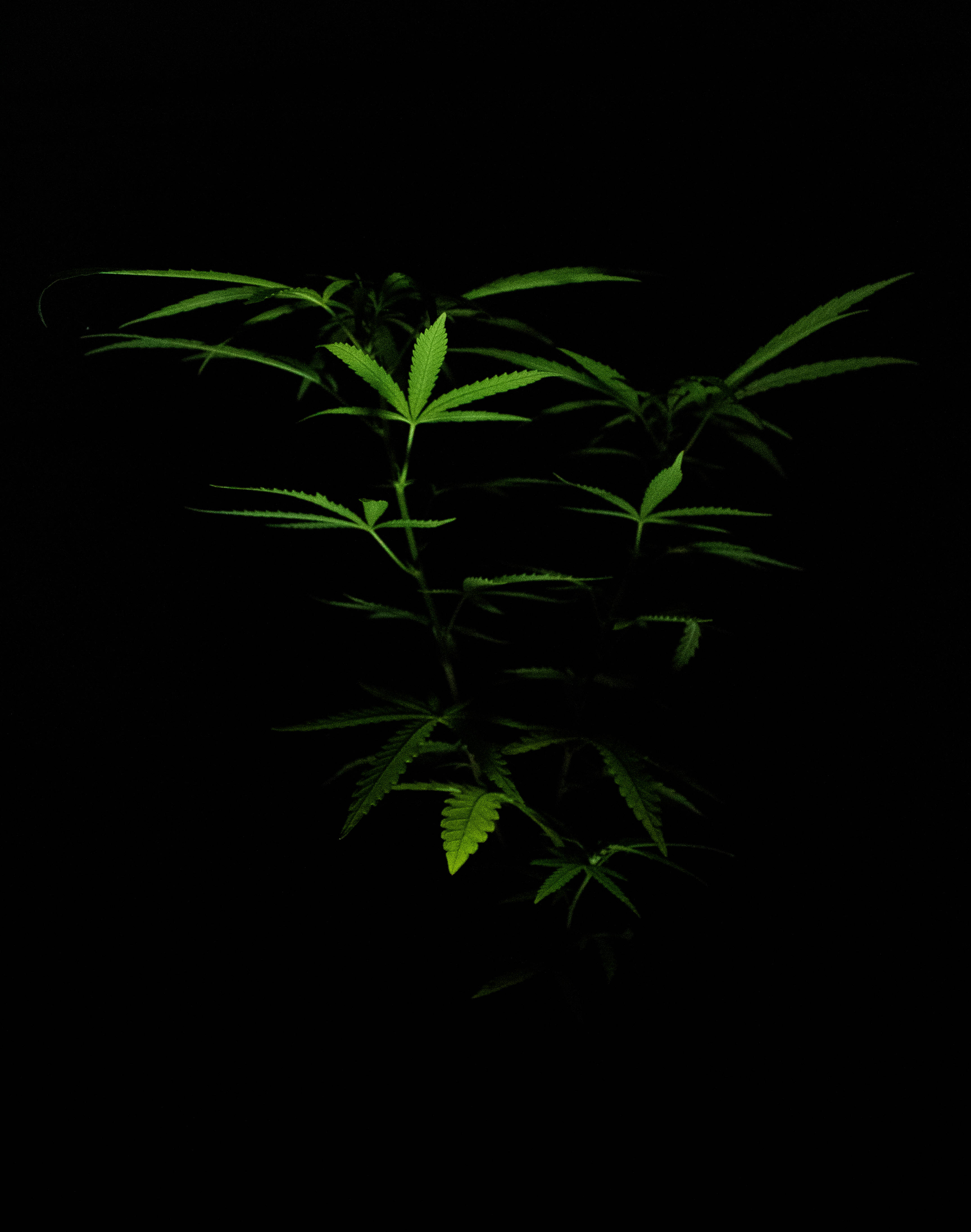 marijuana, cannabis plant, vibrant green leaves, 4K Phone Wallpaper