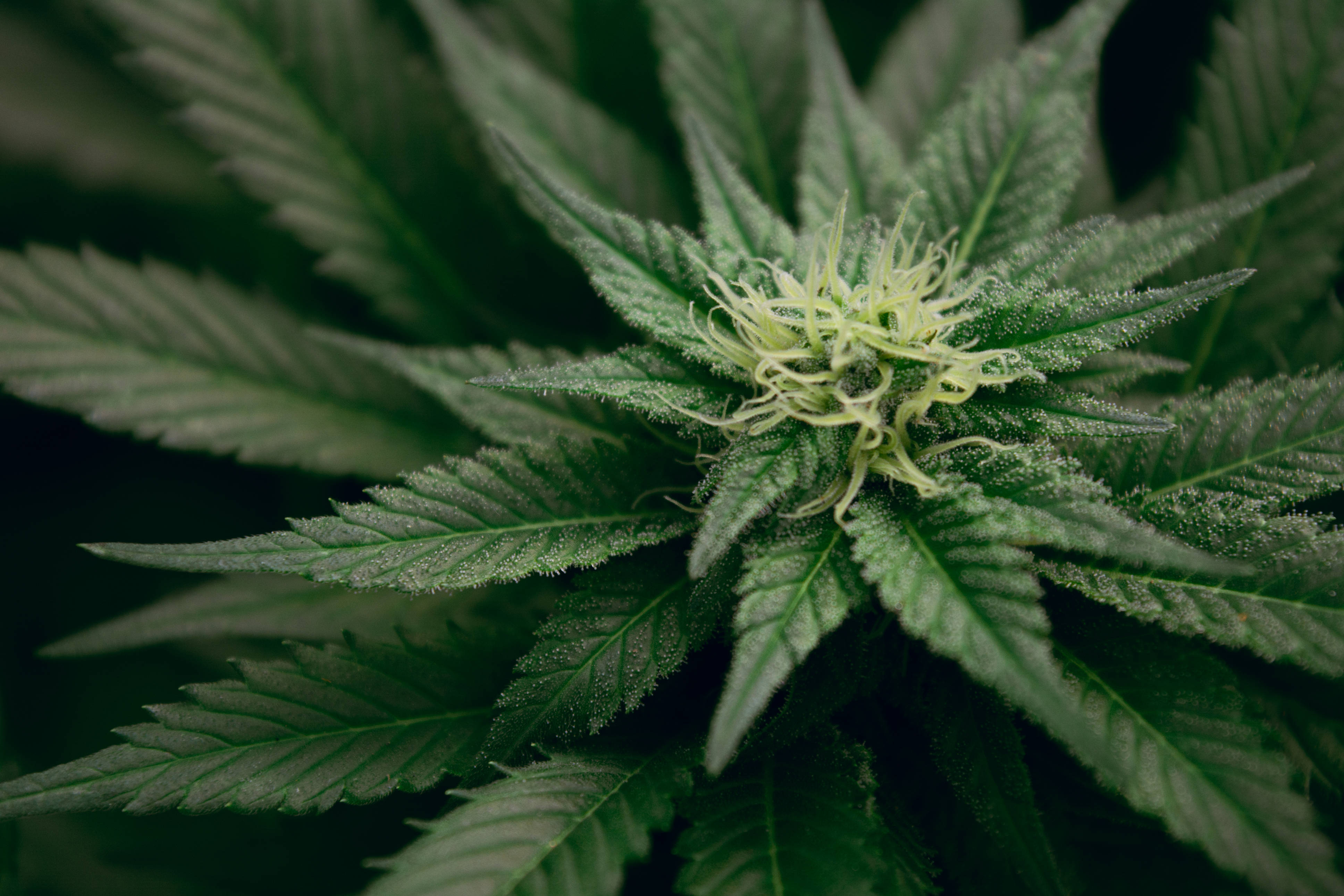 Cannabis plant, vibrant green serrated leaves, fuzzy pale yellow pistils, 4K Desktop Wallpaper