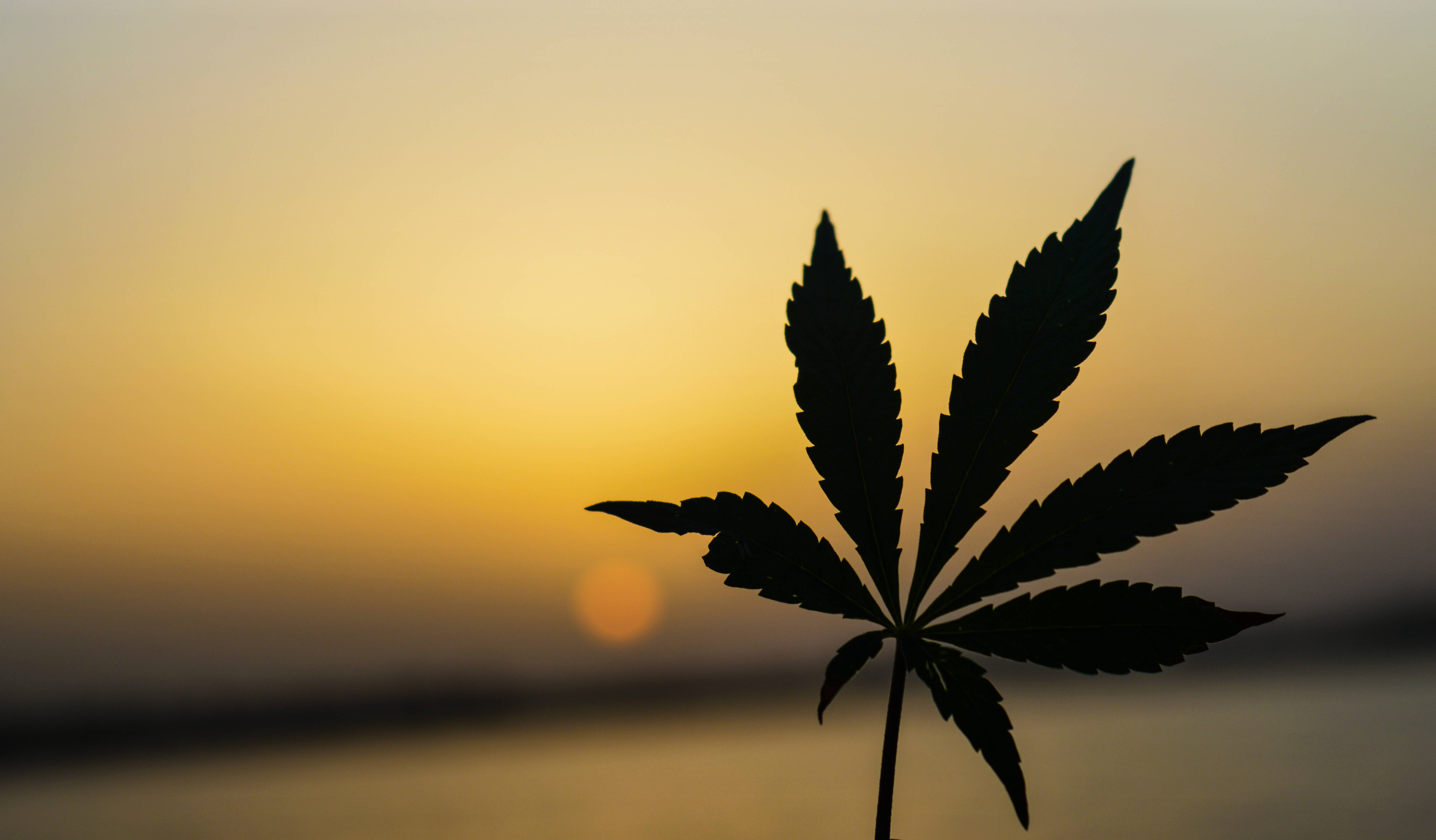 marijuana, sunset, cannabis leaf silhouette, 5K Desktop Wallpaper