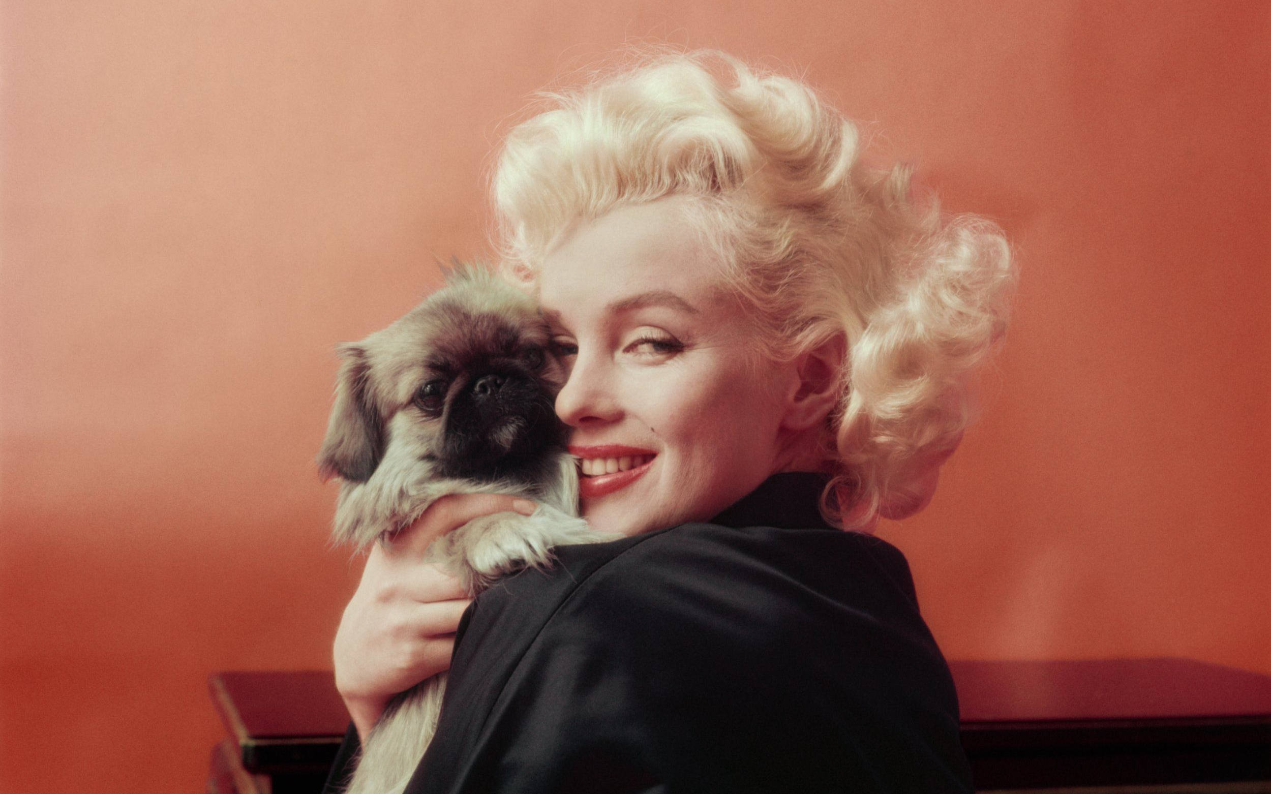 Marilyn Monroe, Pekingese puppy, coral backdrop, Full HD Desktop Wallpaper