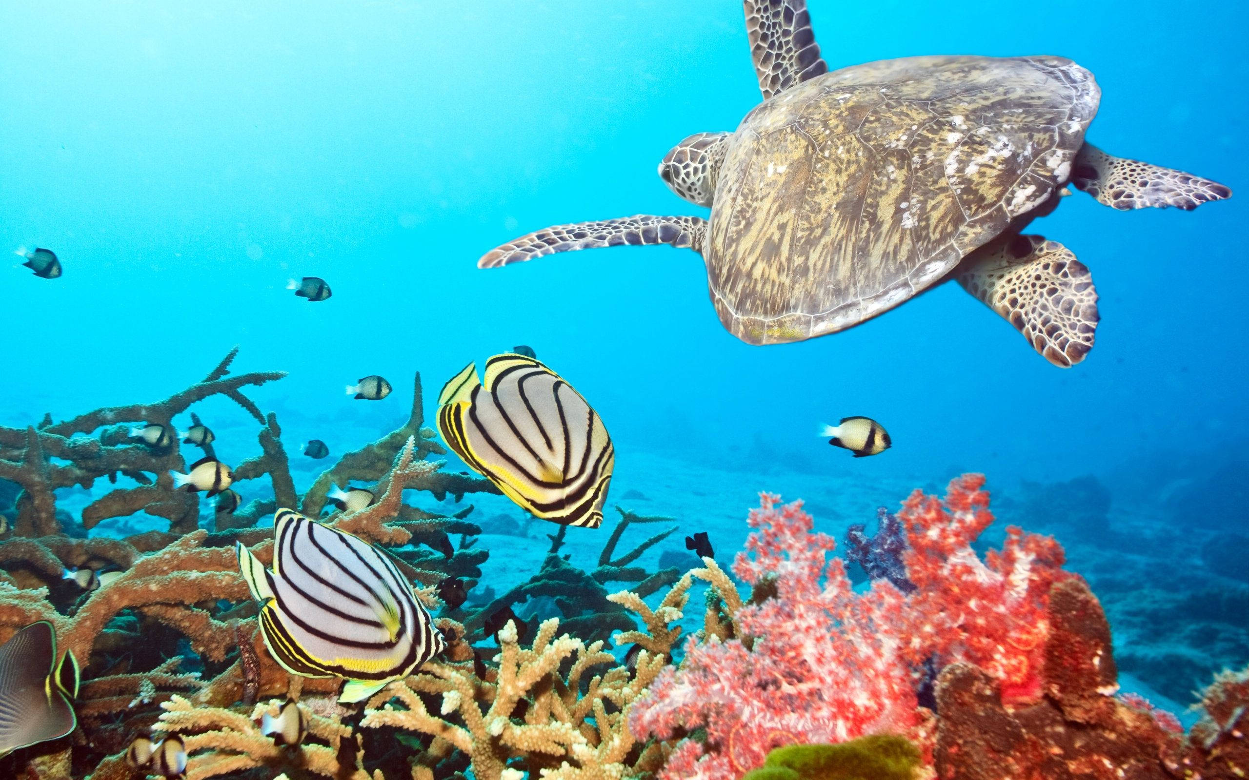 sea turtle, vibrant coral reefs, striped butterflyfish, 2K Desktop Wallpaper