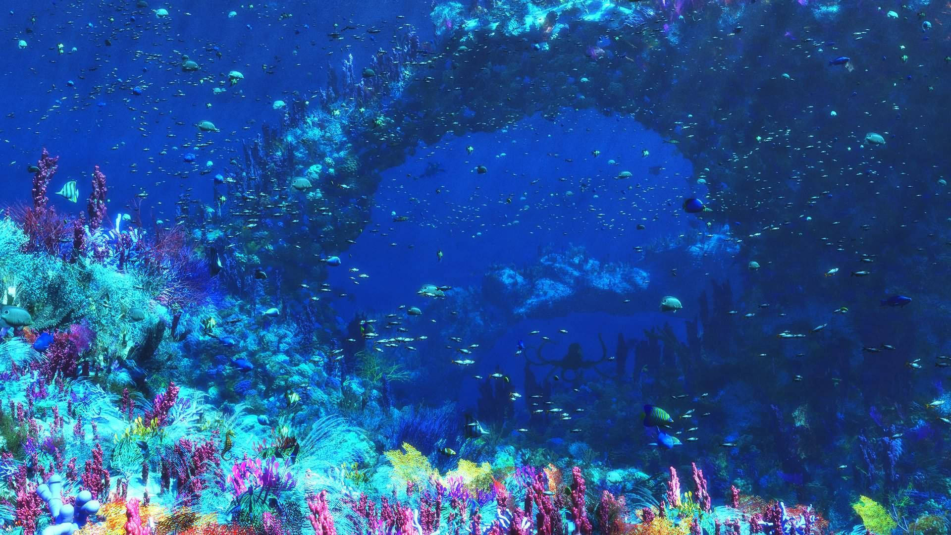 Marine Life, coral reef, colorful fish, Full HD Desktop Wallpaper