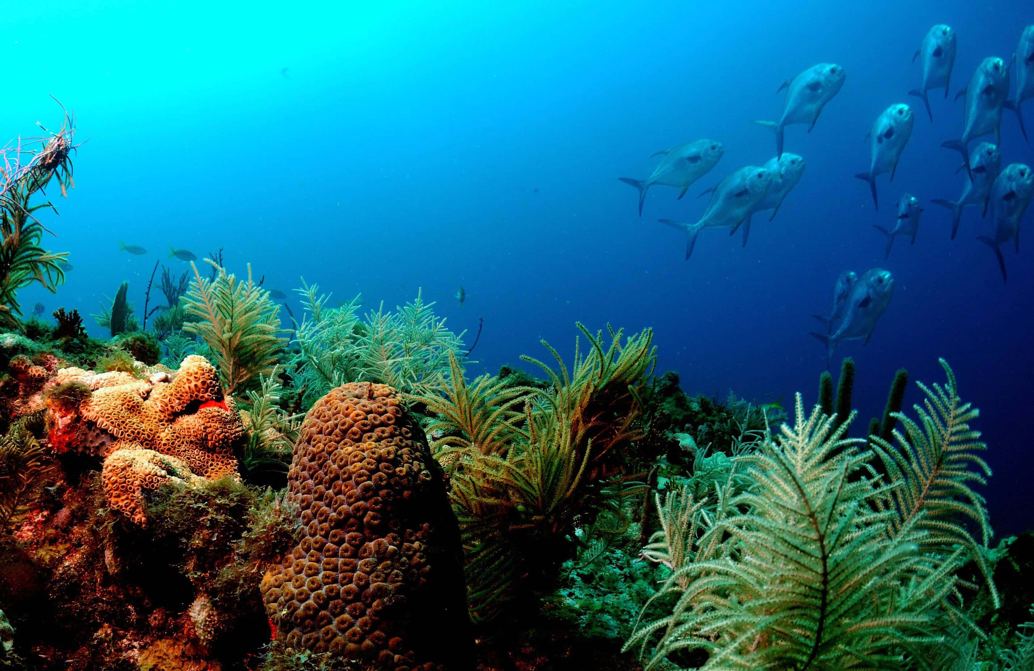 vibrant coral reef, colorful sea fans, school of silver fish, 2K Desktop Wallpaper