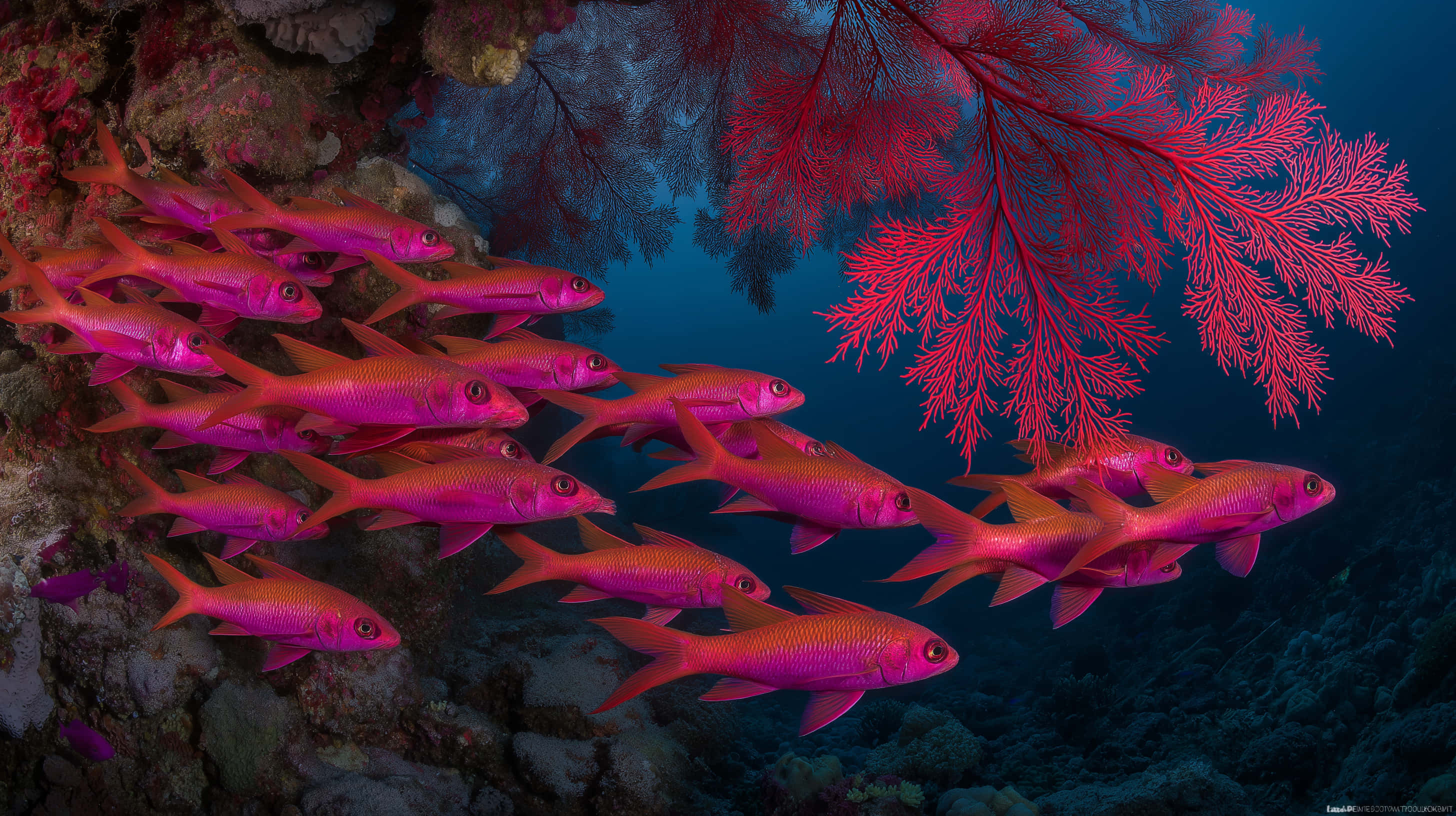 fusilier fish, vivid coral reef structure, pink fish, 2K Desktop Wallpaper