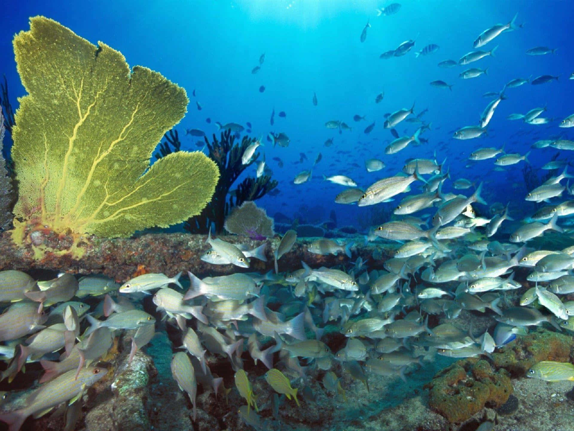 underwater scene, ocean, yellow sea fan, Full HD Desktop Wallpaper