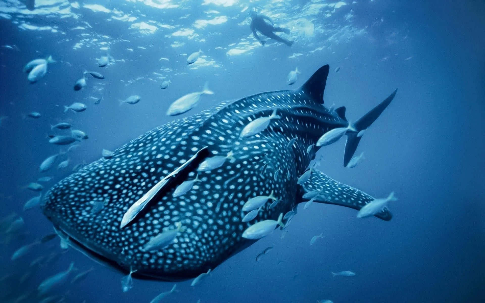 whale shark, clear blue ocean waters, school of small fish, Full HD Desktop Wallpaper