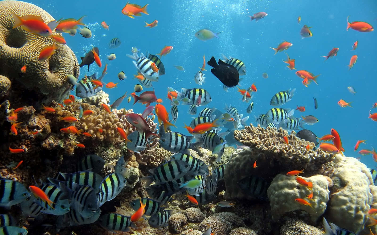 tropical fish, colorful coral formations, clear blue ocean water, HD Desktop Wallpaper