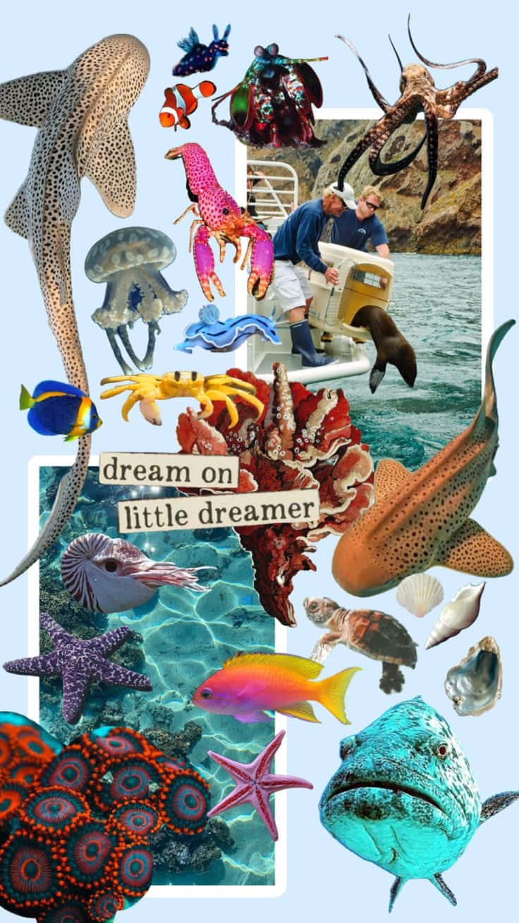 Marine Life, Collage, sharks, HD Phone Wallpaper