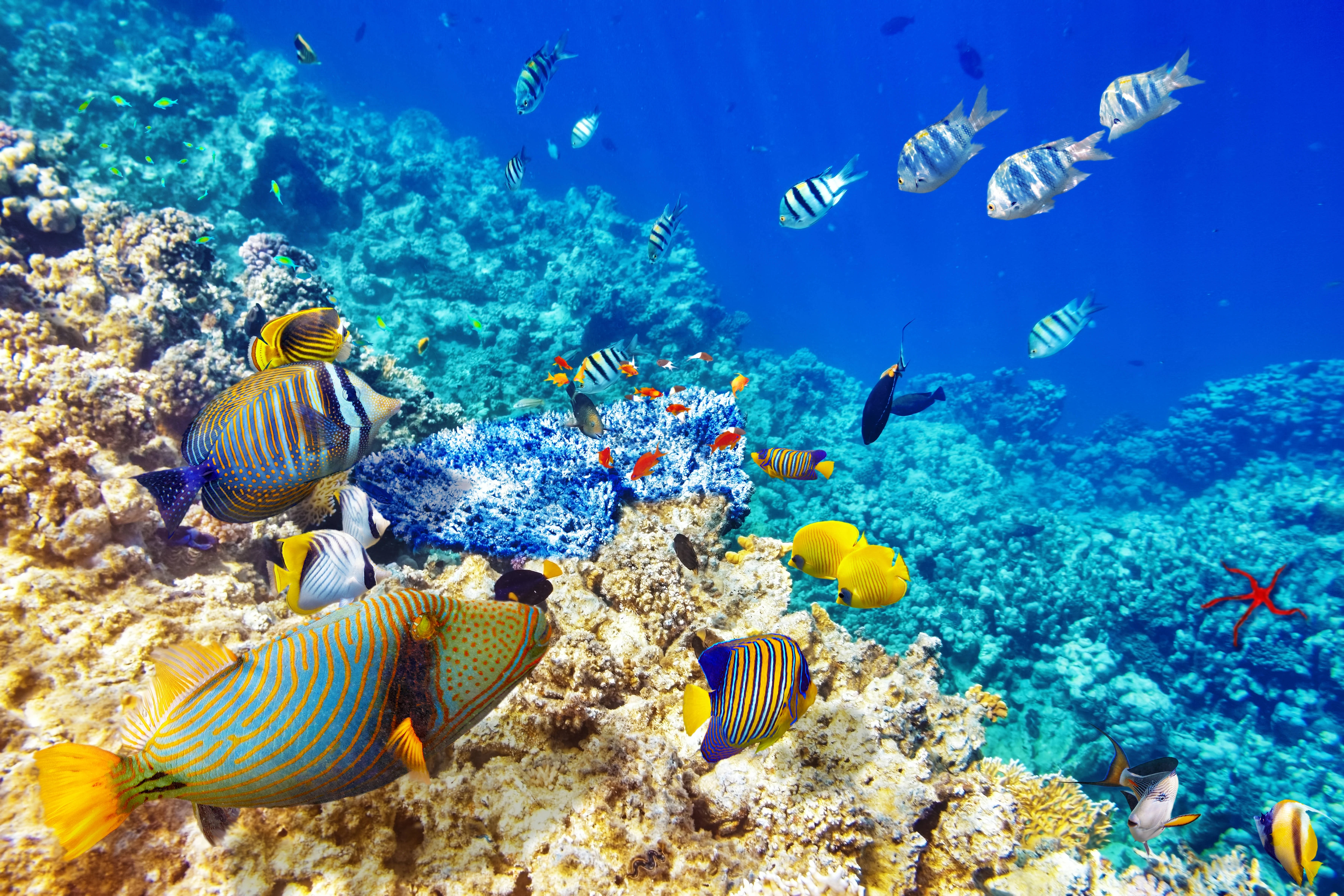 4K Ultra HD, tropical fish, blue corals, 5K Desktop Wallpaper