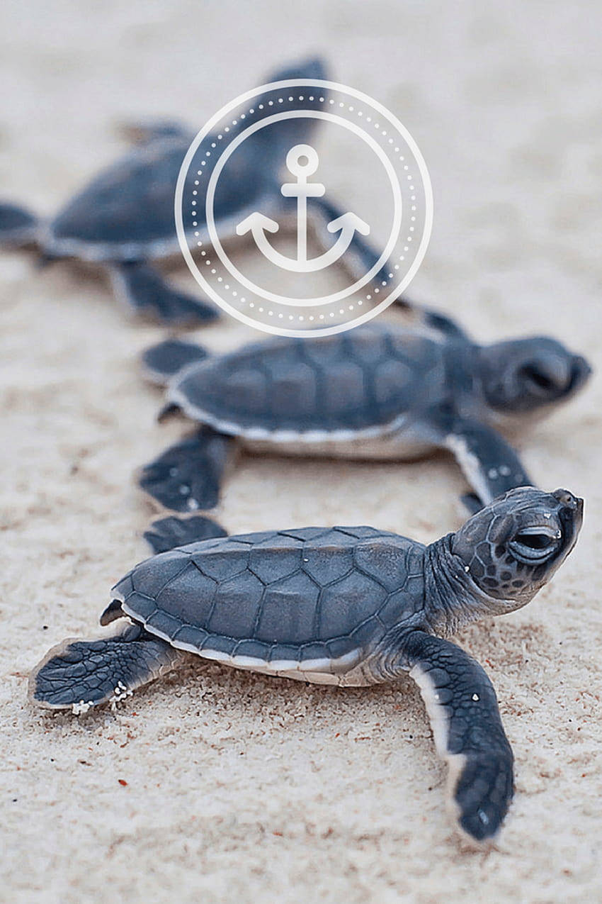 baby sea turtles, pale sand, ocean, SD Phone Wallpaper