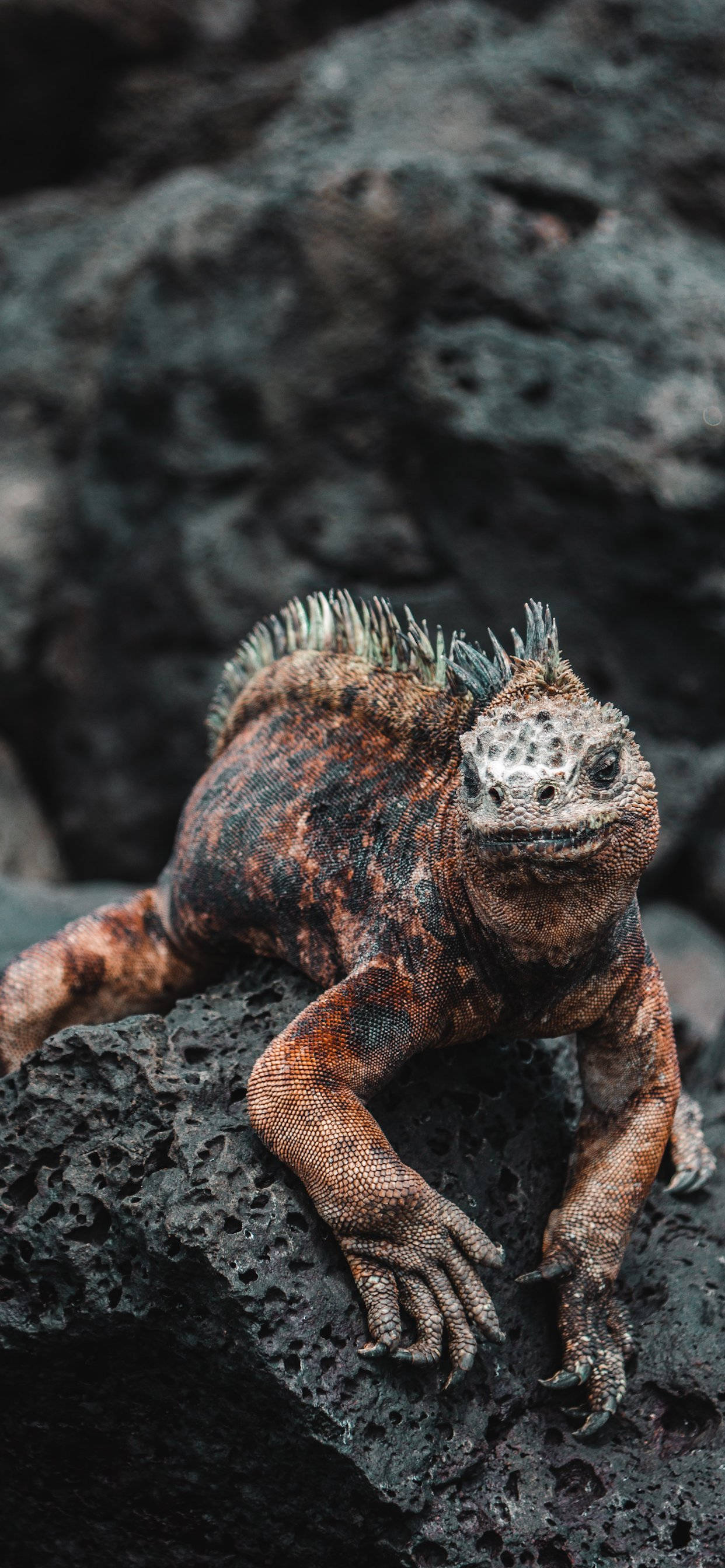 muddy marine green iguana, spiky brown lizard, textured skin, 2K Phone Wallpaper